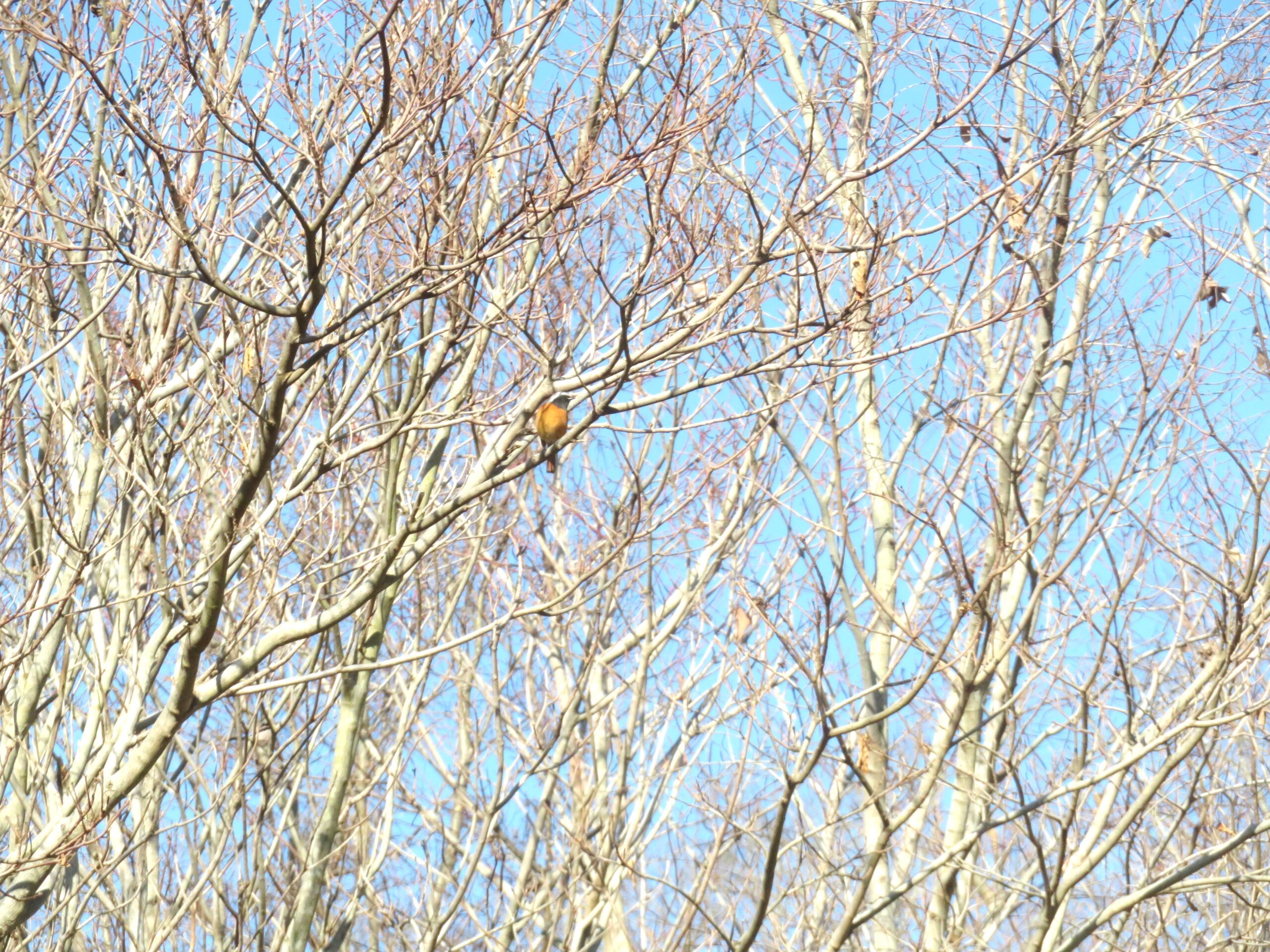 ジョウビタキ（尉鶲）