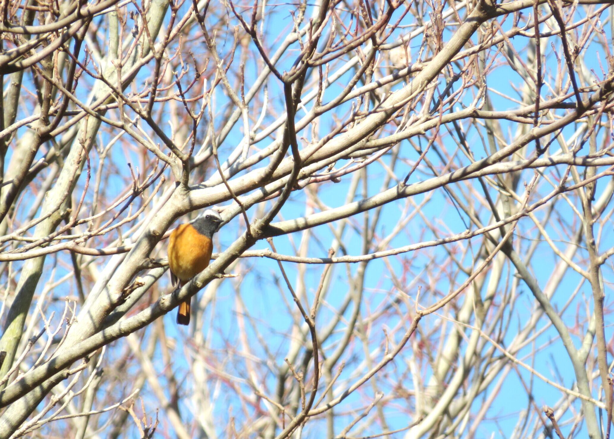ジョウビタキ（尉鶲）
