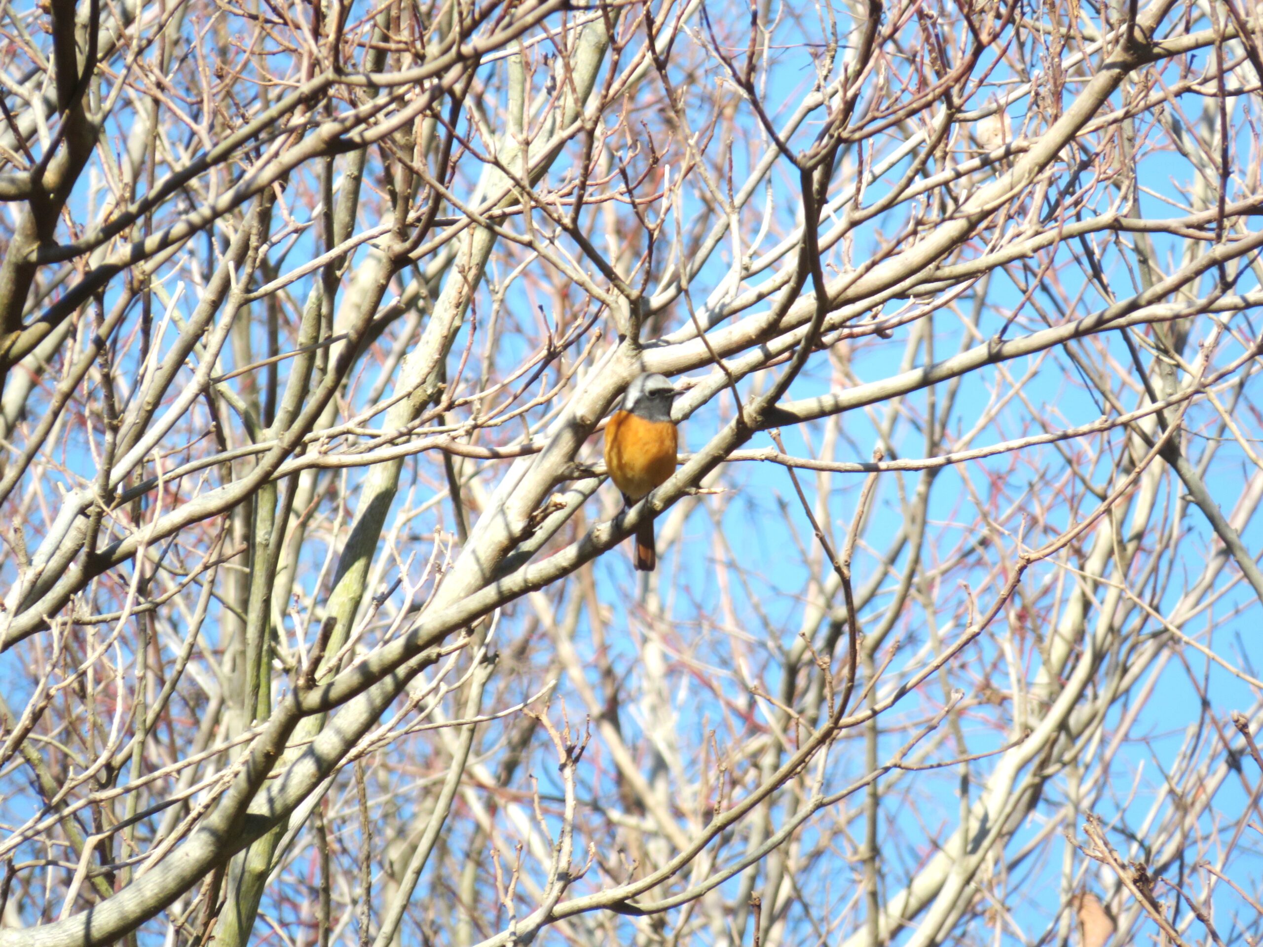 ジョウビタキ（尉鶲）