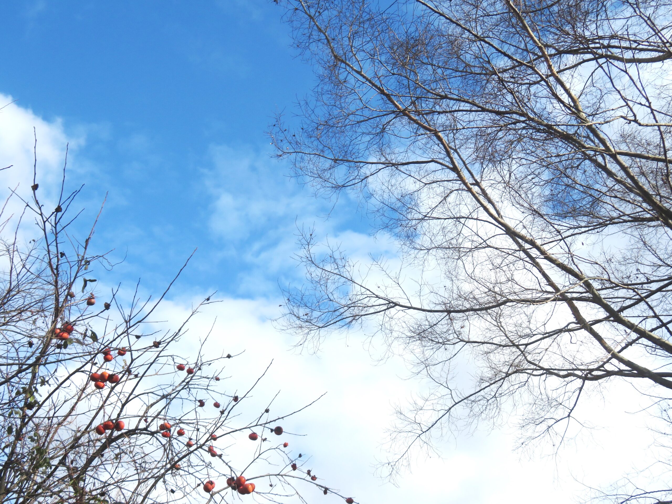 寒中の青空