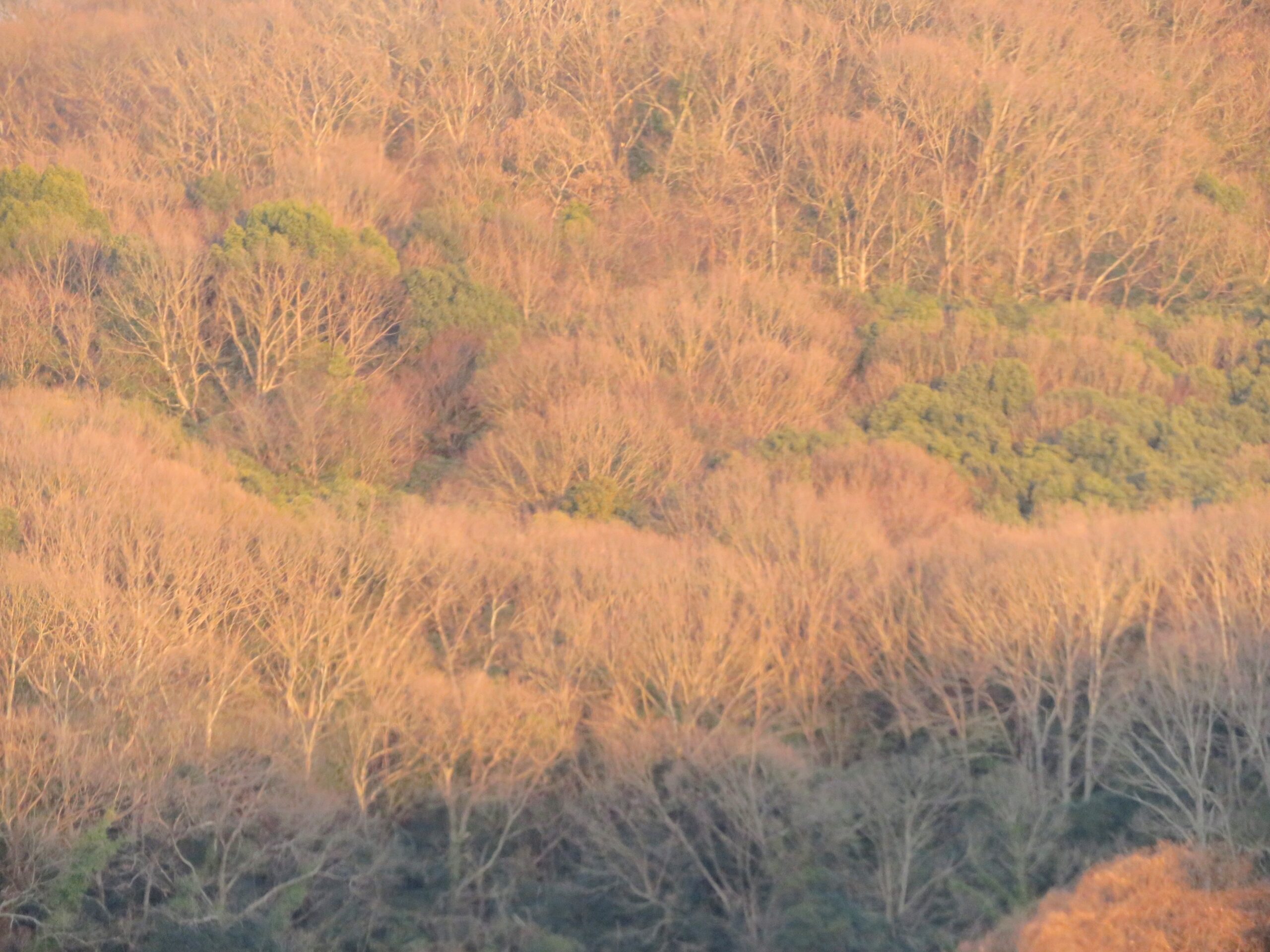 1月の山の木々 夕景