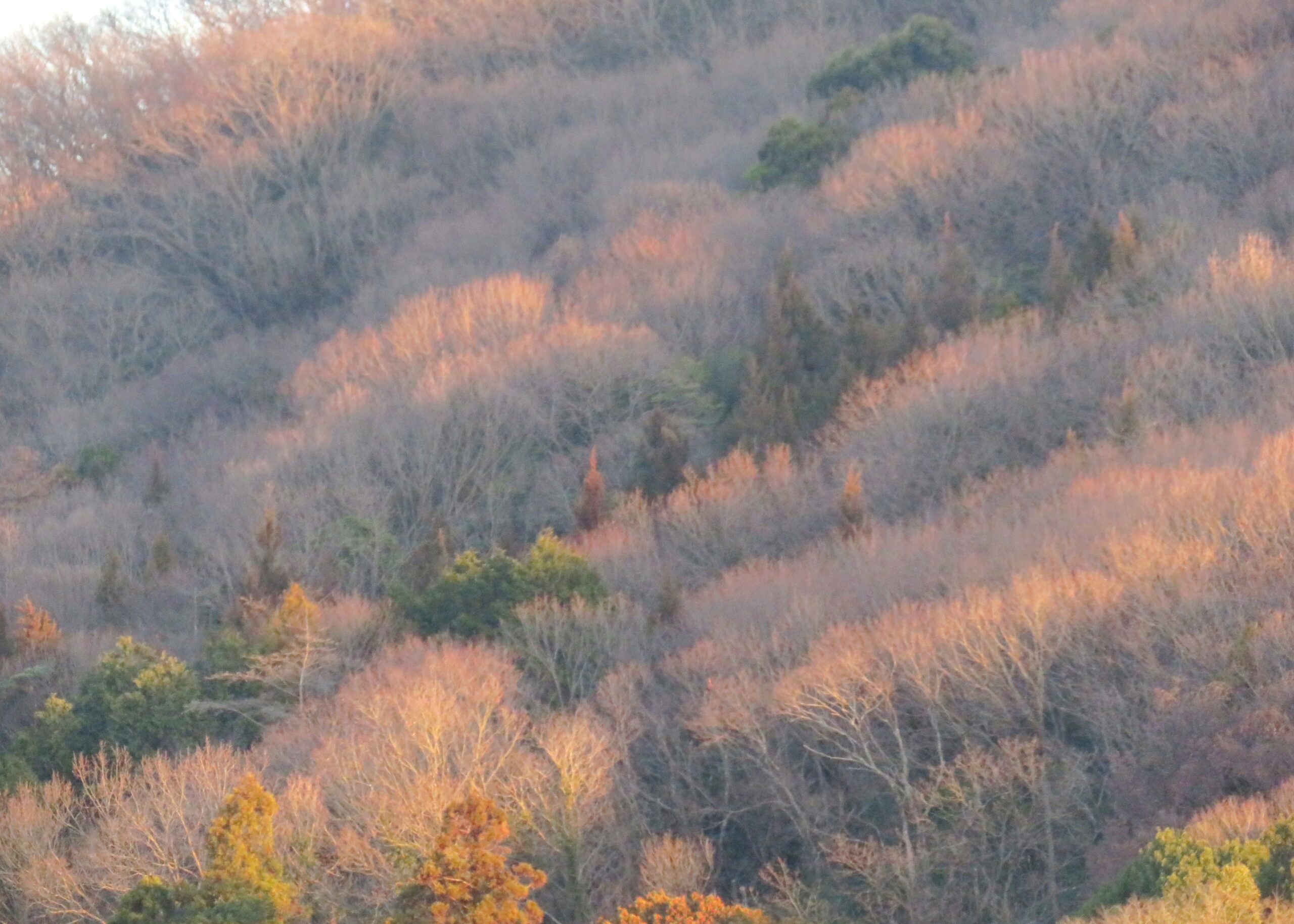 1月の山の木々 夕景