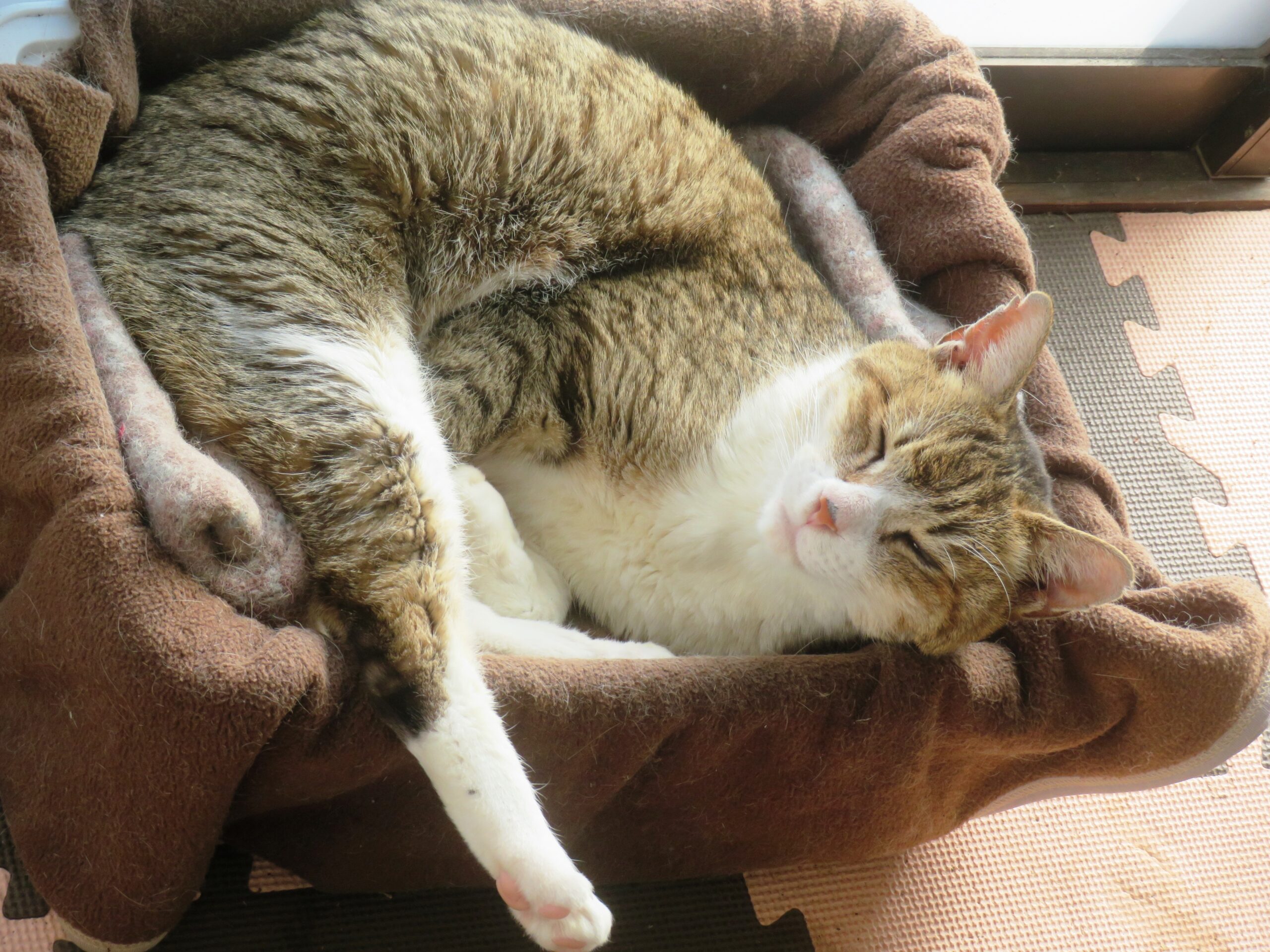 ねこ、風太　ひなたぼっこ