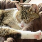 ねこ、風太　ひなたぼっこ