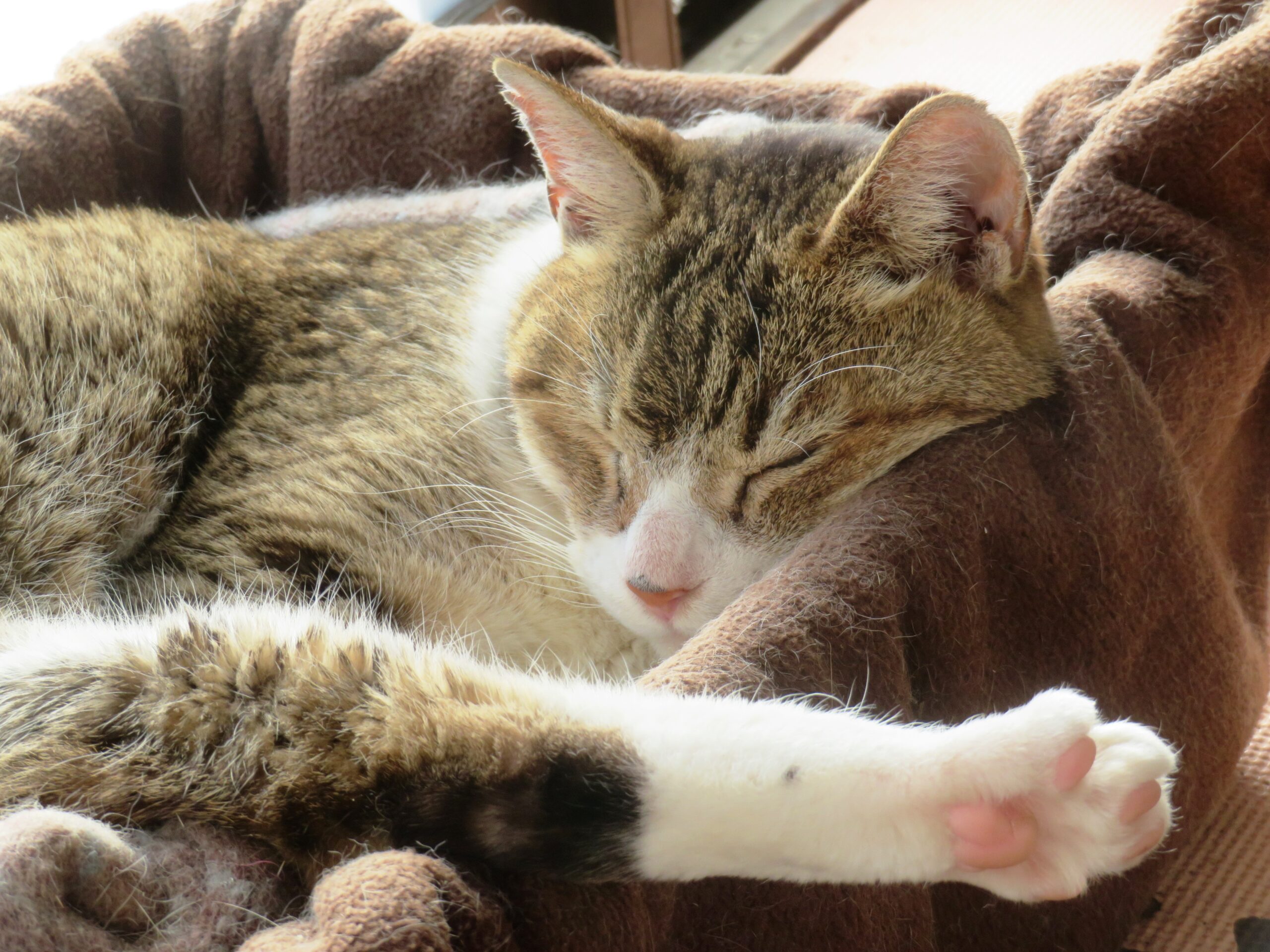 ねこ、風太　ひなたぼっこ