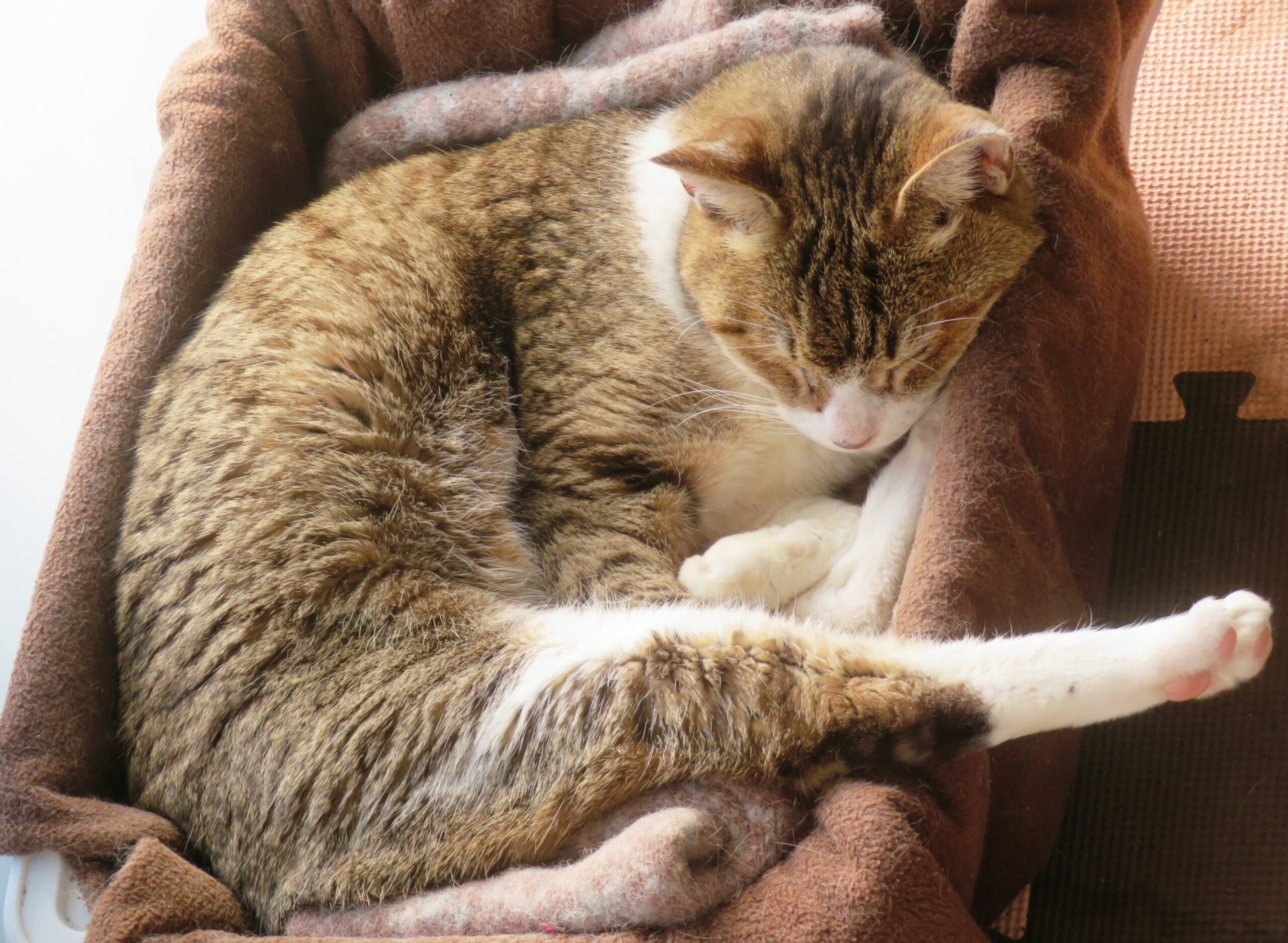 ねこ、風太　ひなたぼっこ