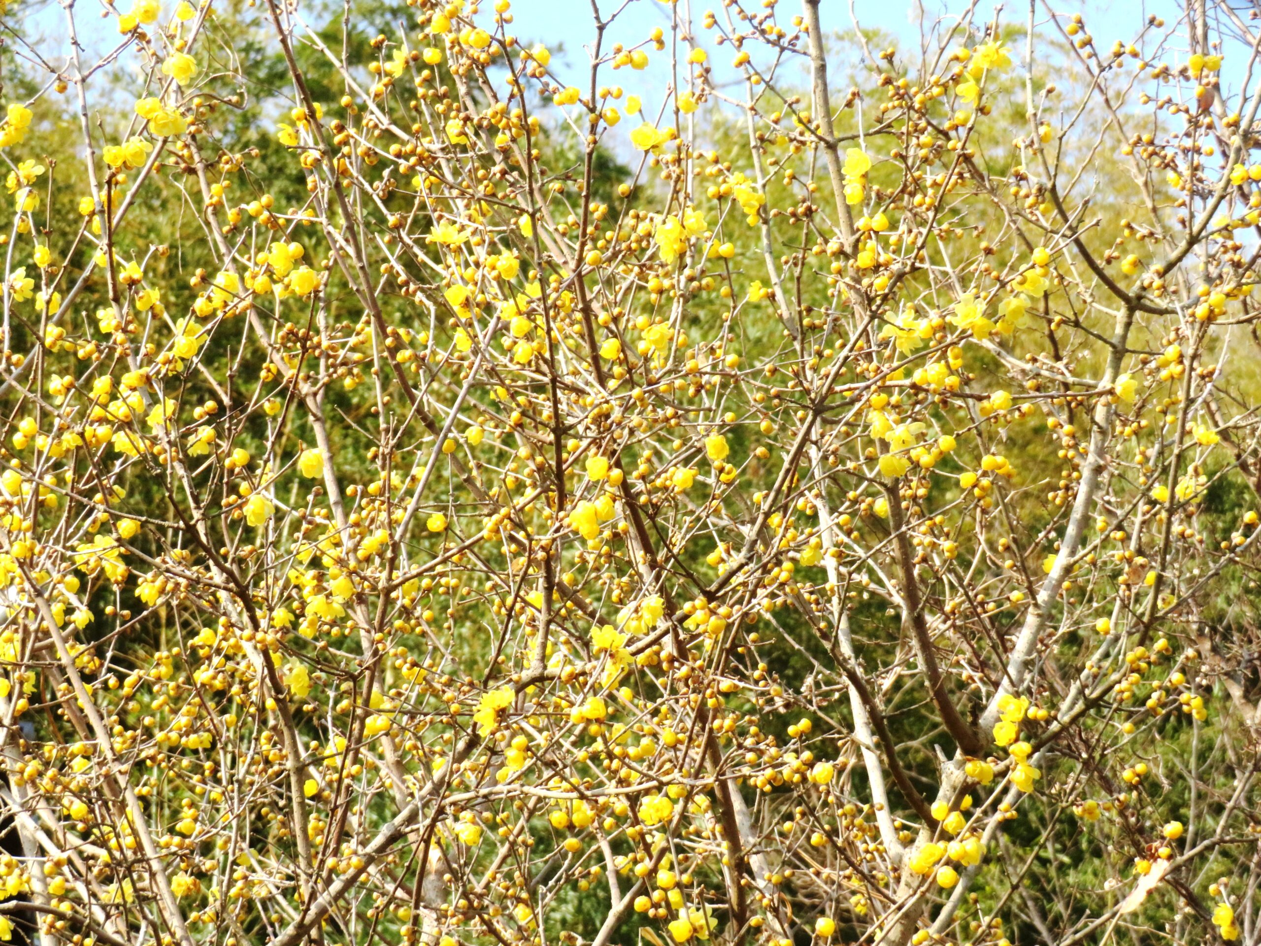 ロウバイ（蠟梅）