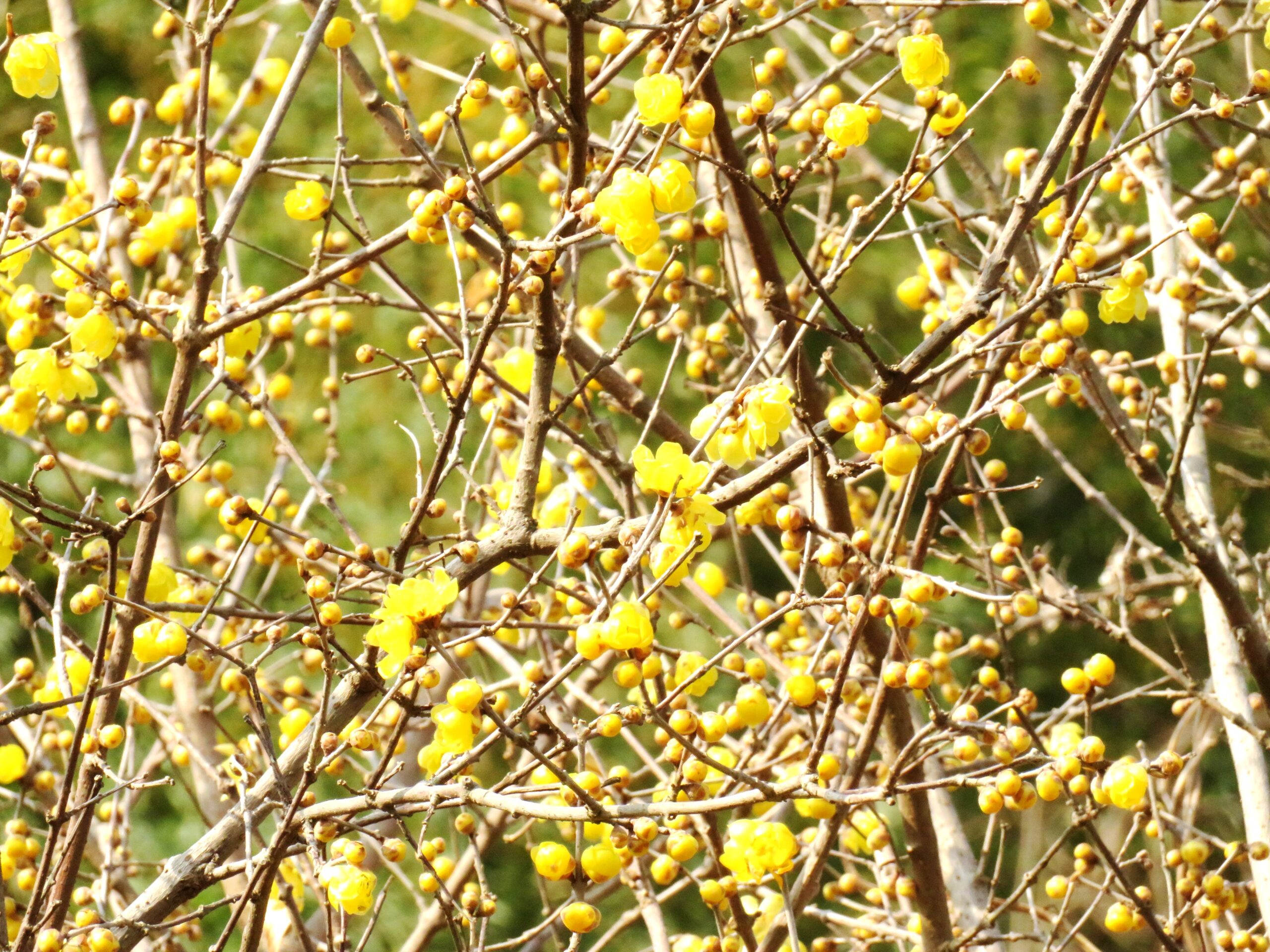 ロウバイ（蠟梅）