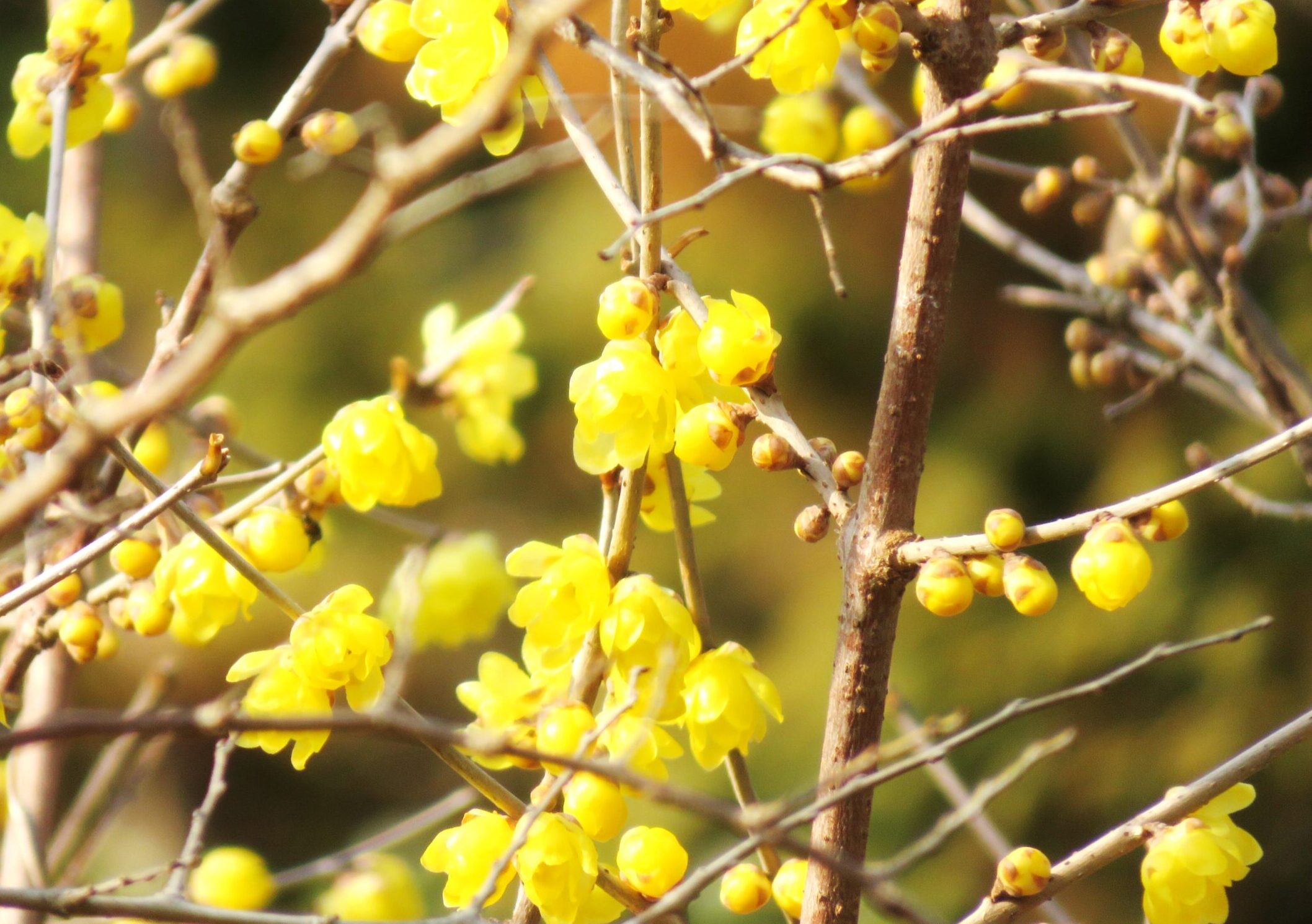 ロウバイ（蠟梅）