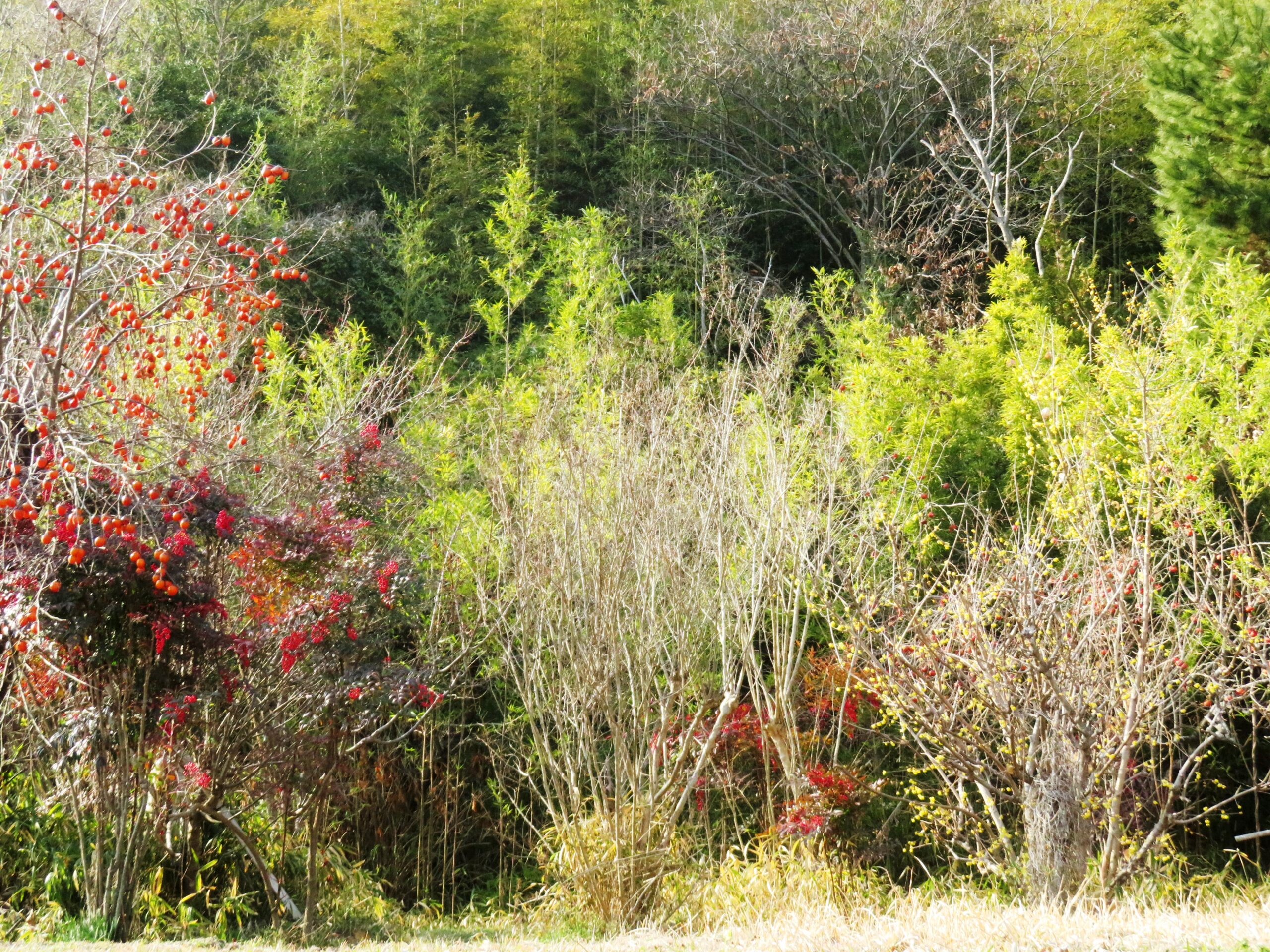 1月の田舎　蝋梅