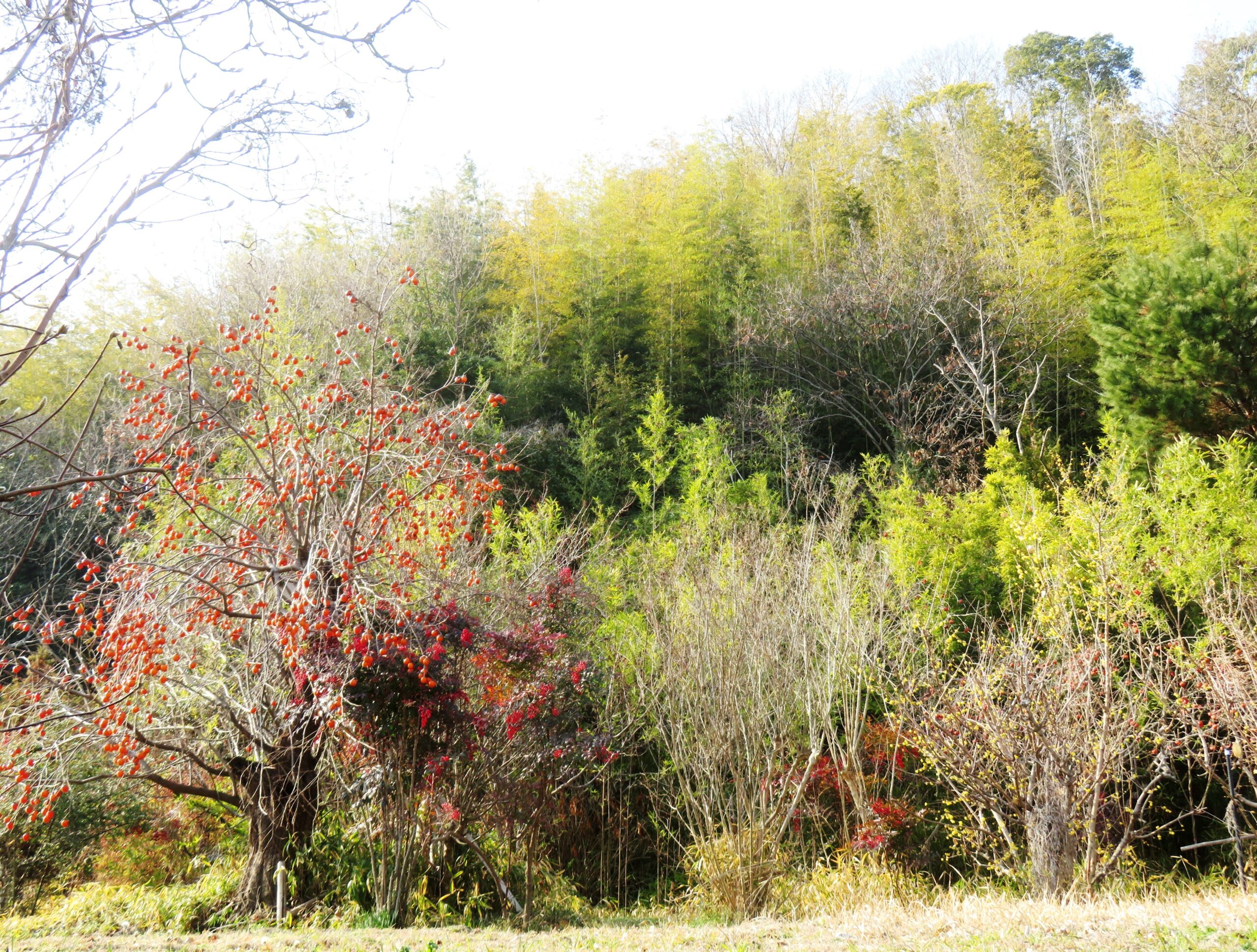 1月の田舎　蝋梅