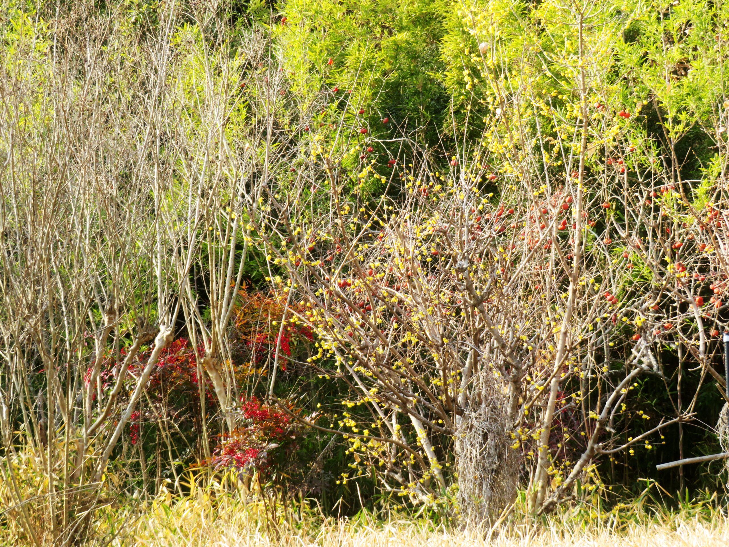 1月の田舎　蝋梅