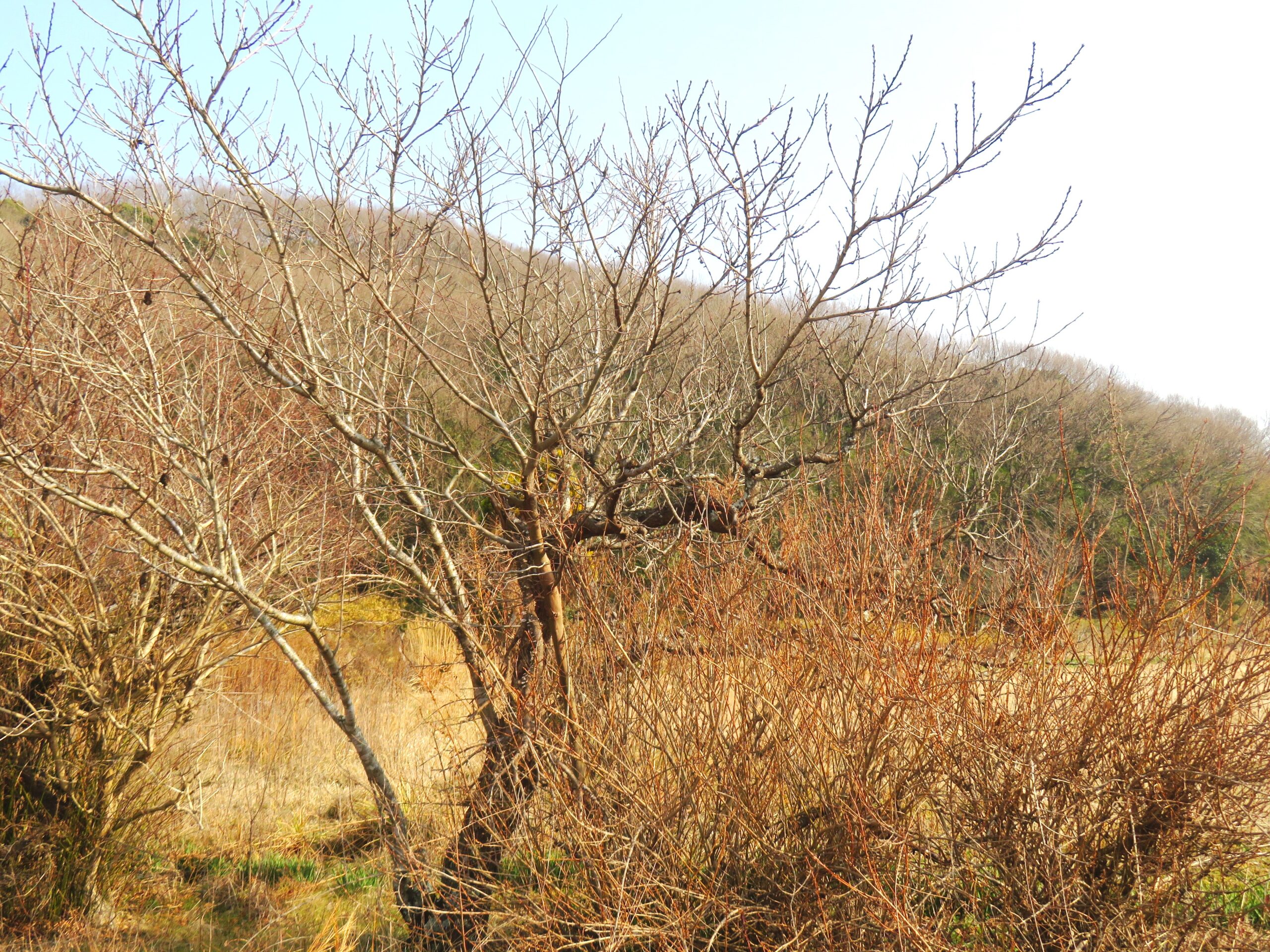 1月の田舎　桃とレンギョウ（連翹）