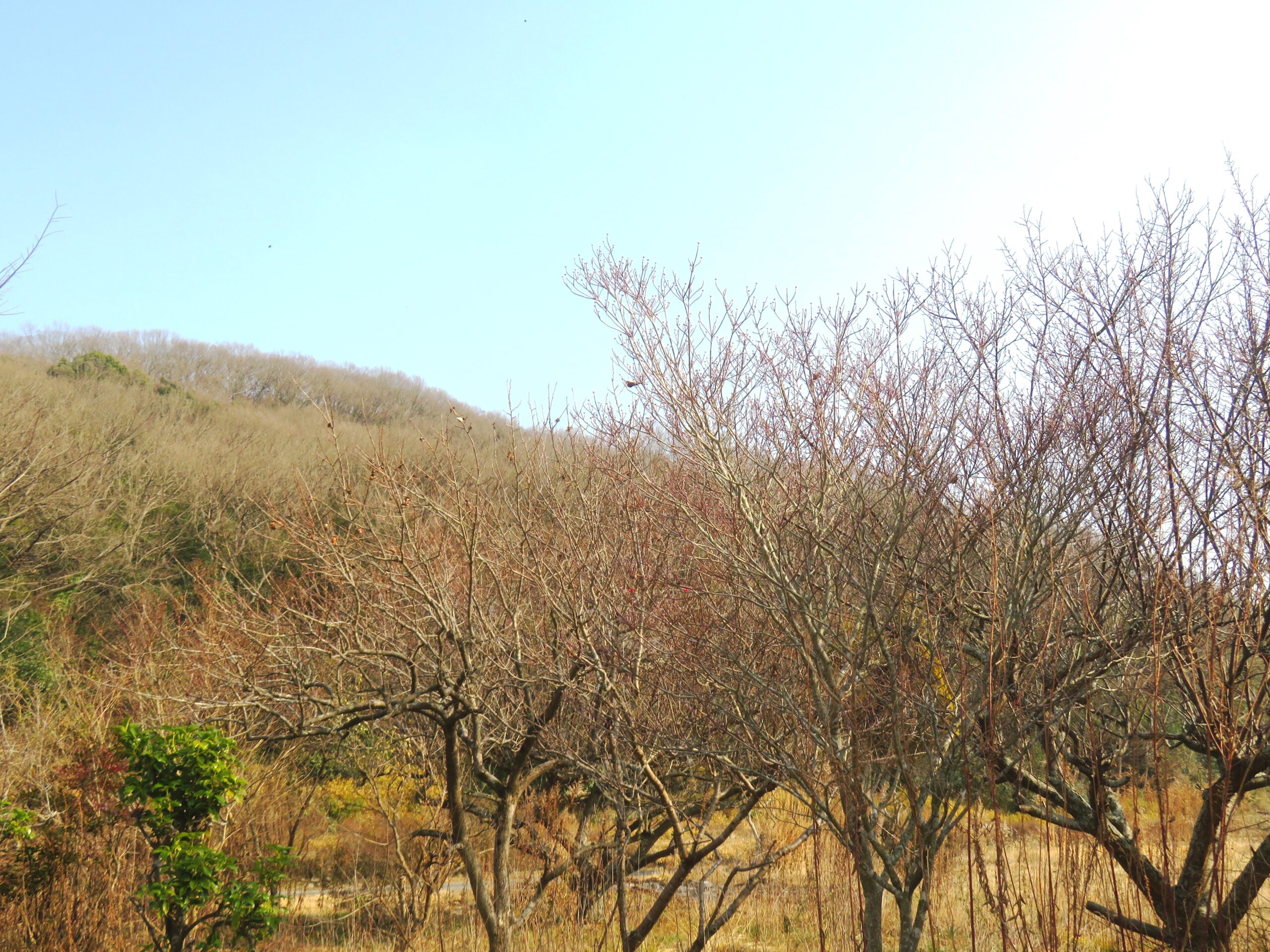 1月の田舎　花水木と山吹