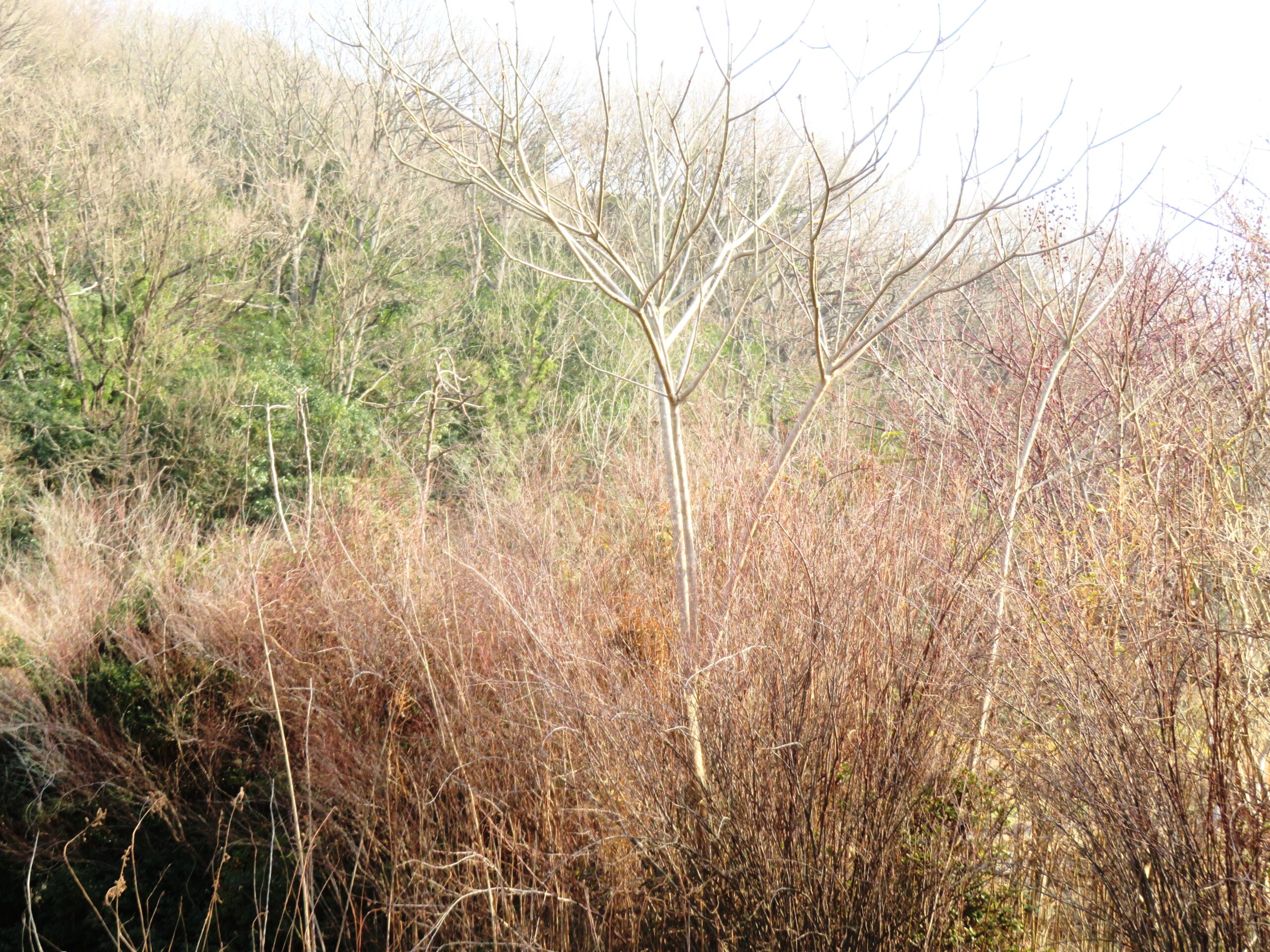 1月の田舎　コゴメバナ
