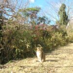 ねこ、風太　巡回