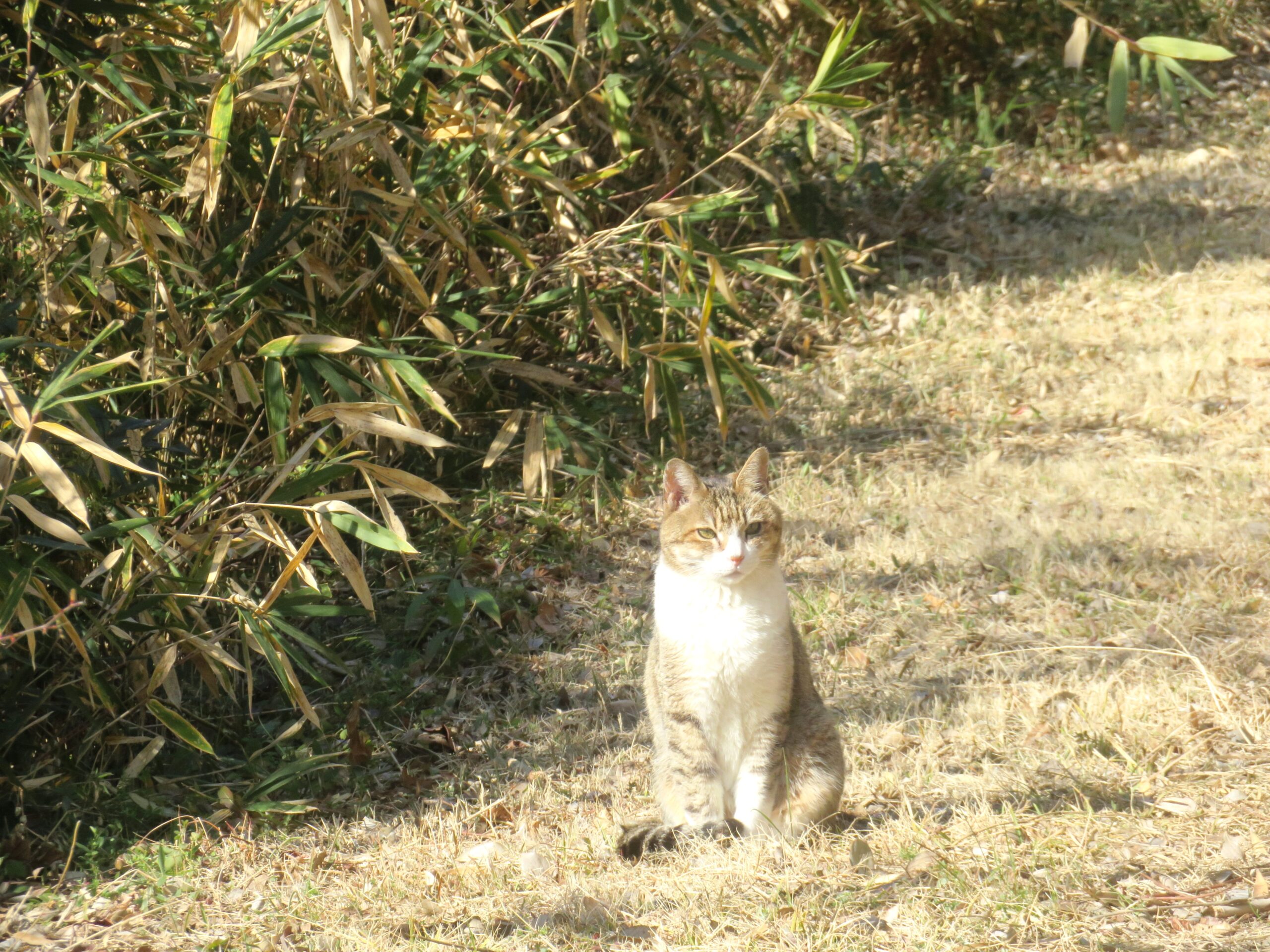 ねこ、風太 巡回
