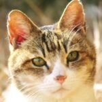 ねこ、風太　巡回