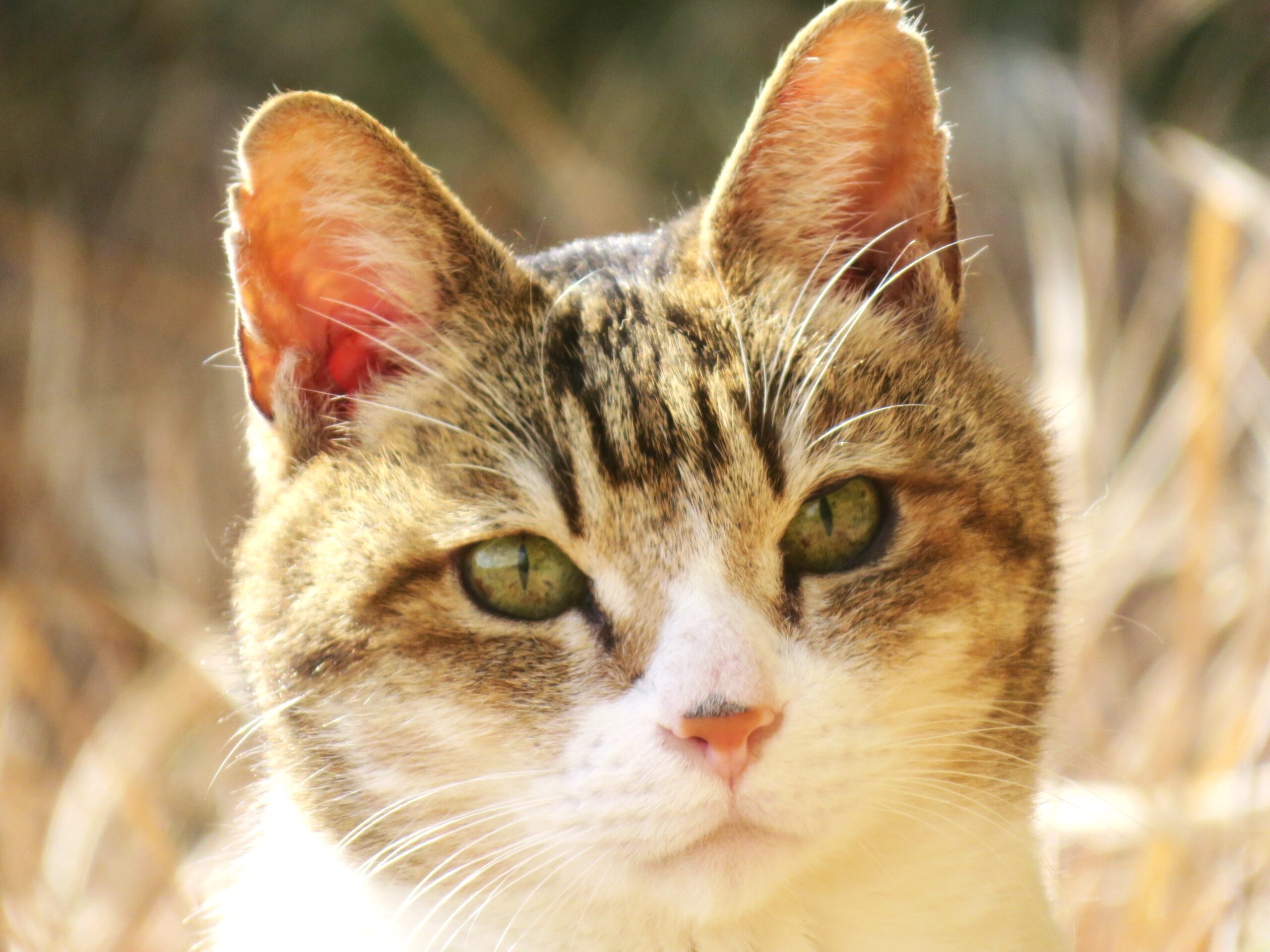 ねこ、風太 巡回