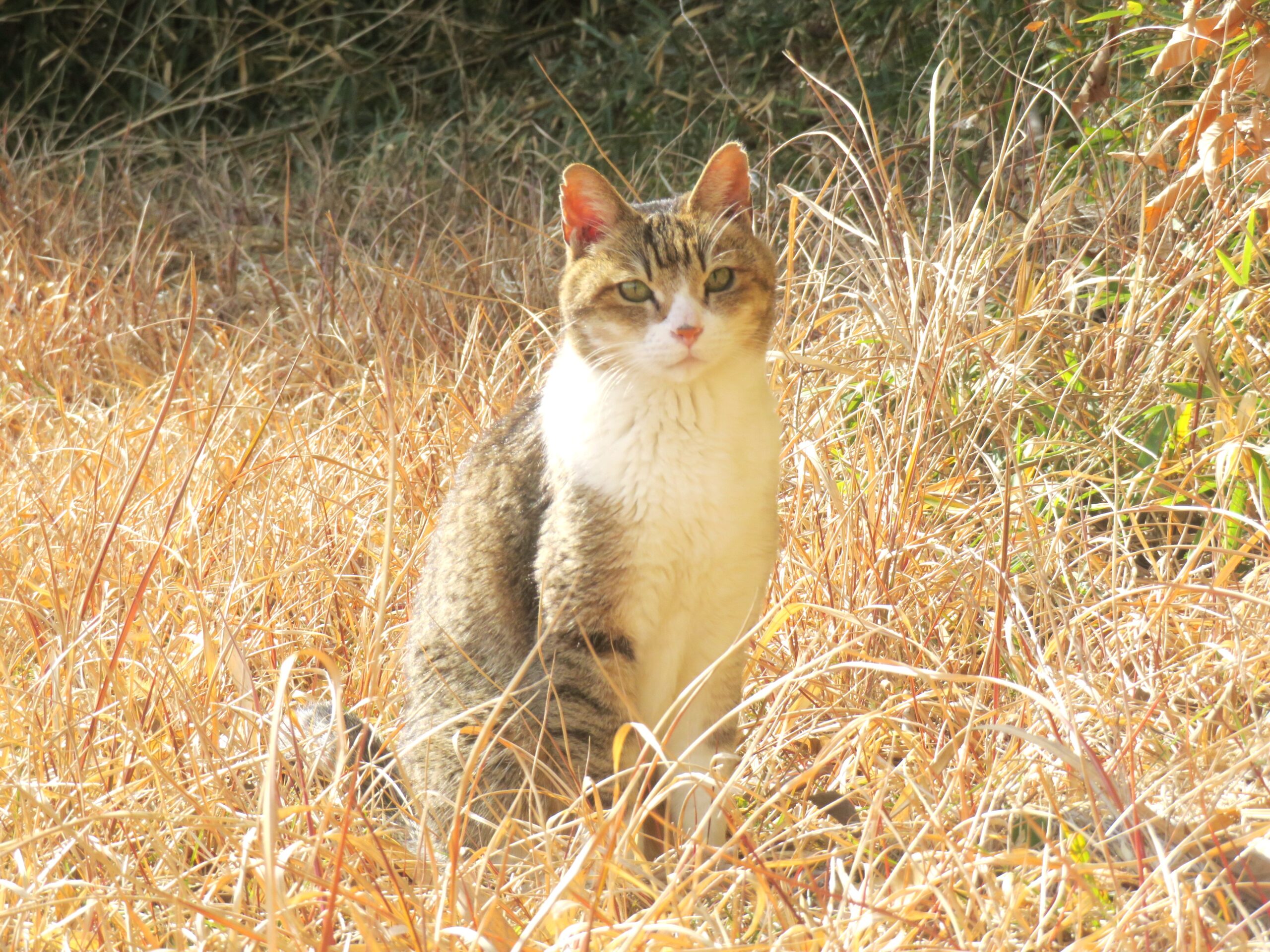 ねこ、風太 巡回