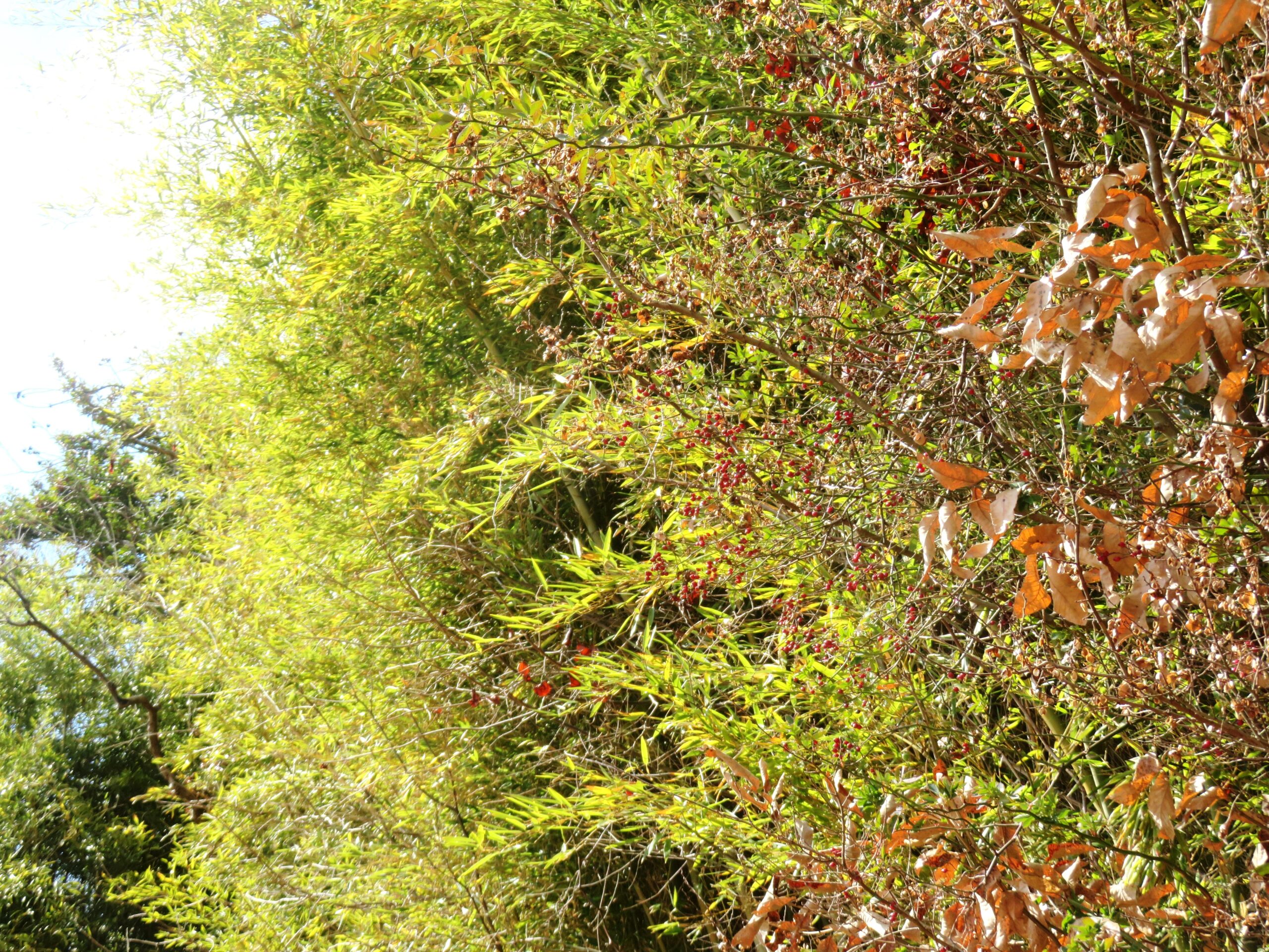 野茨の実と柿の実