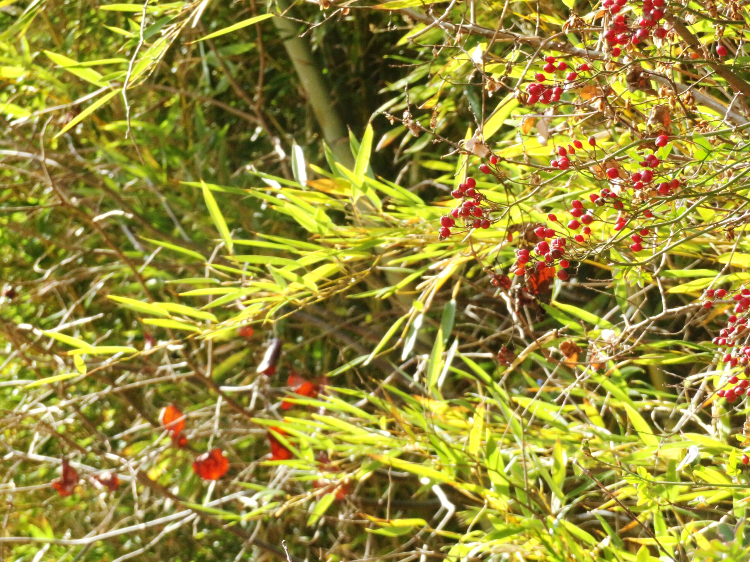 野茨の実と柿の実