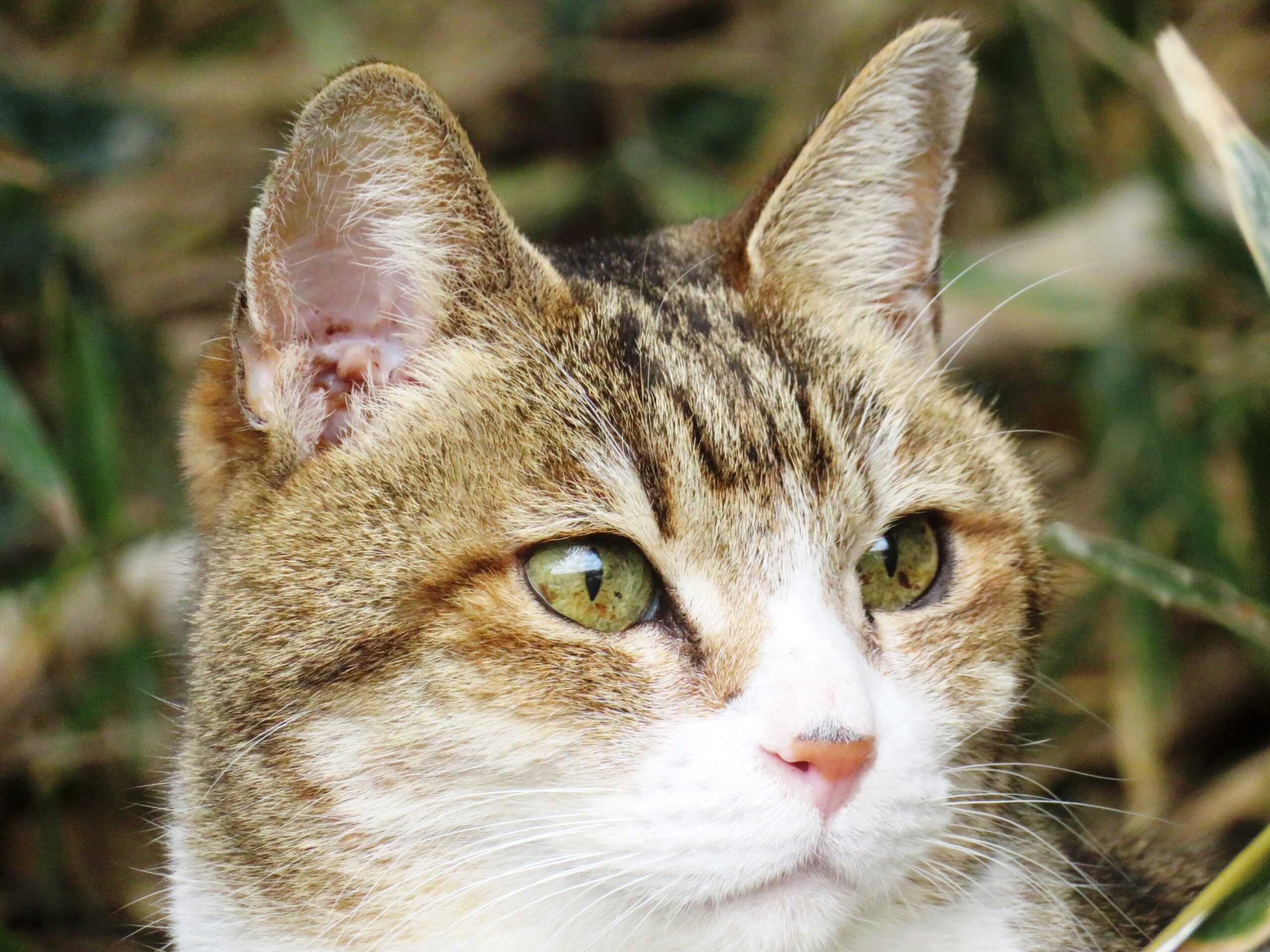 ねこ、風太　巡回
