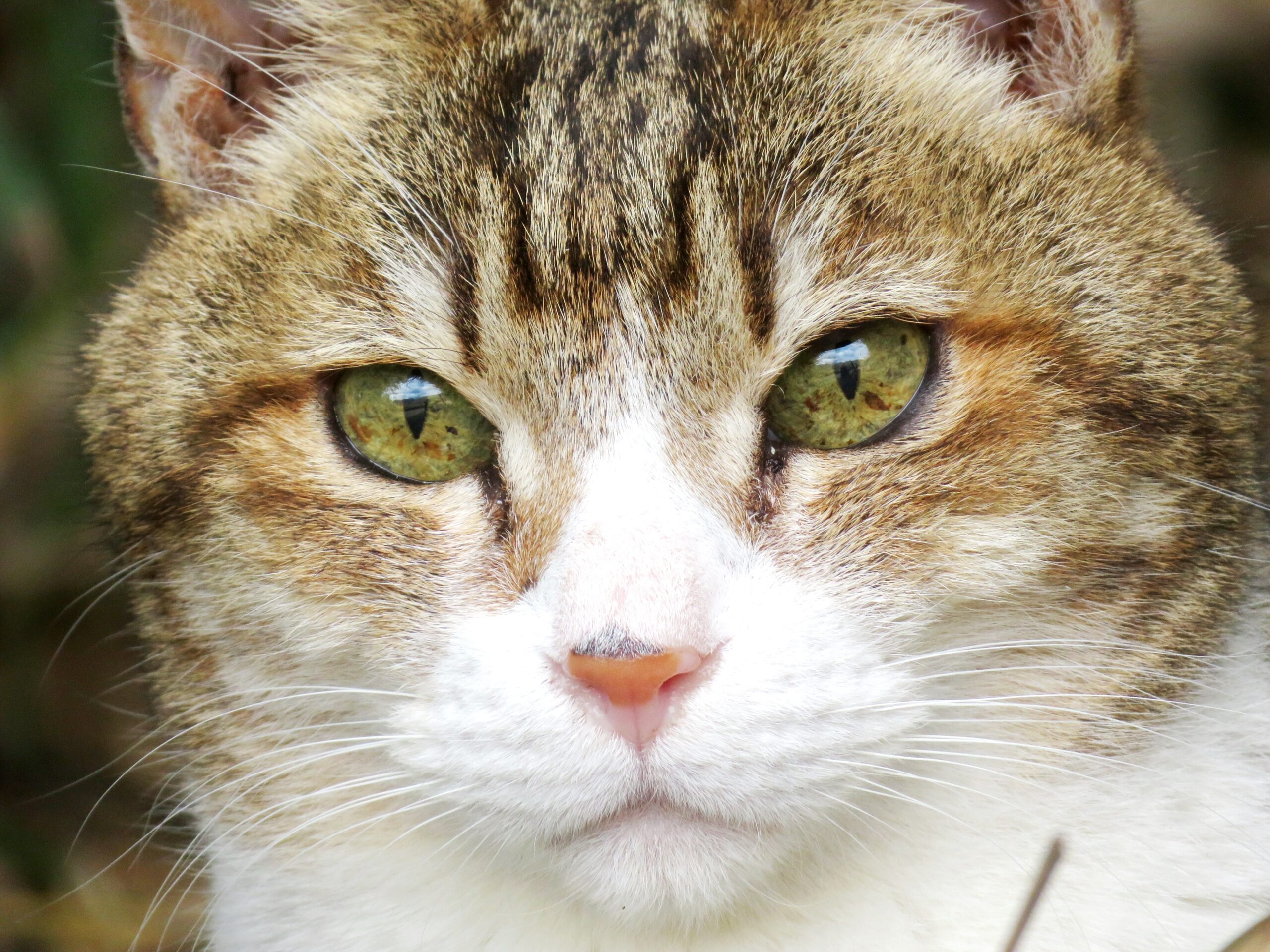 ねこ、風太　巡回