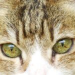 ねこ、風太　巡回