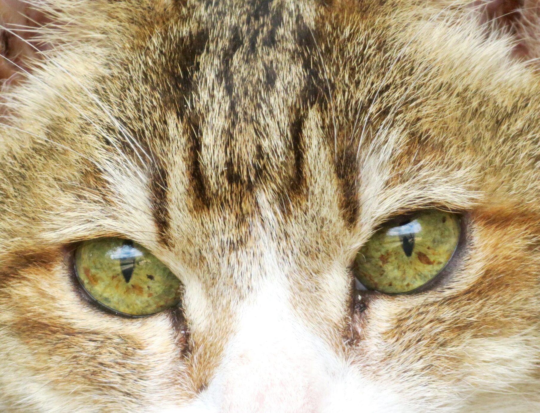 ねこ、風太　巡回