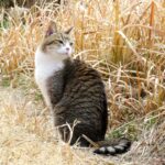 ねこ、風太　巡回