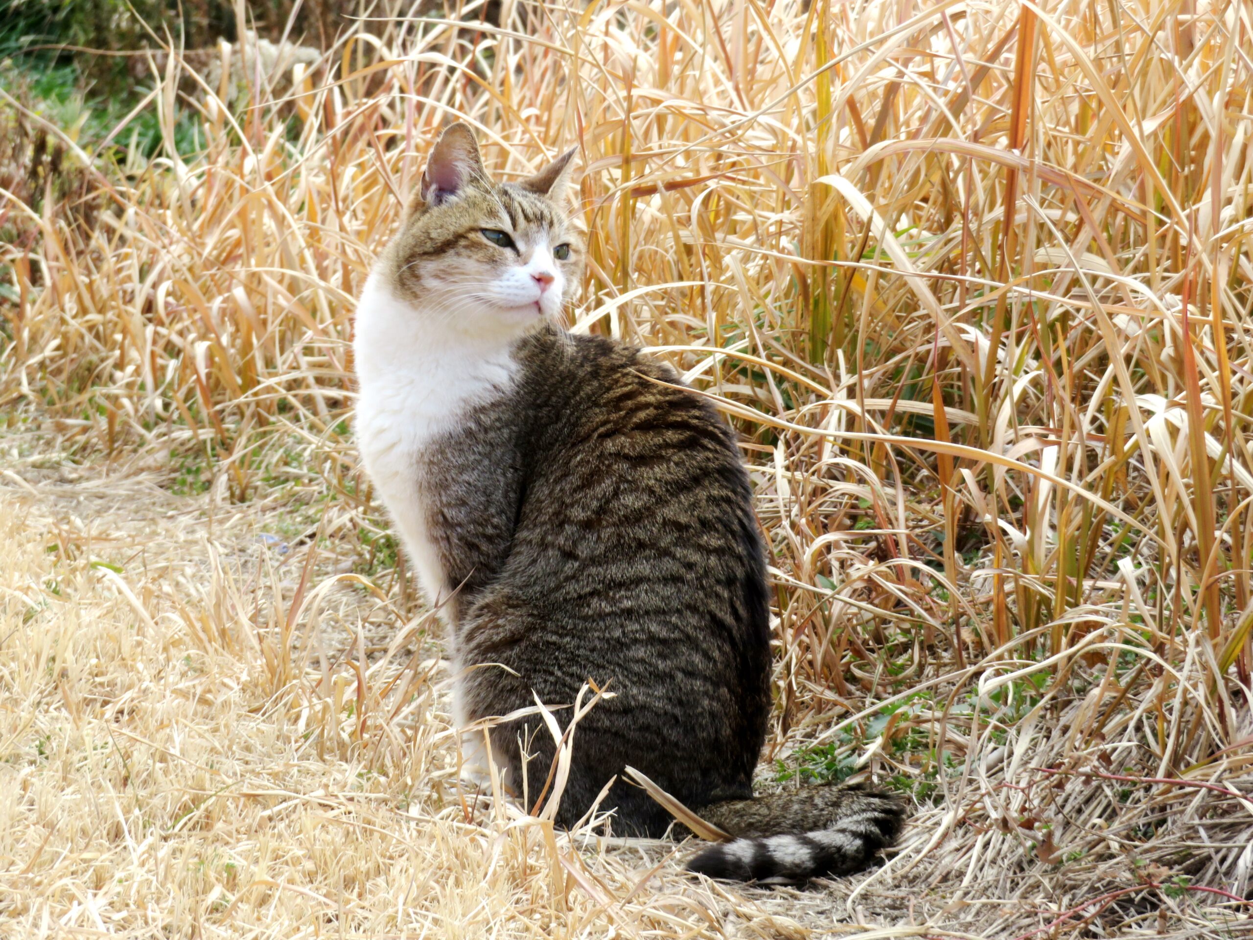 ねこ、風太　巡回