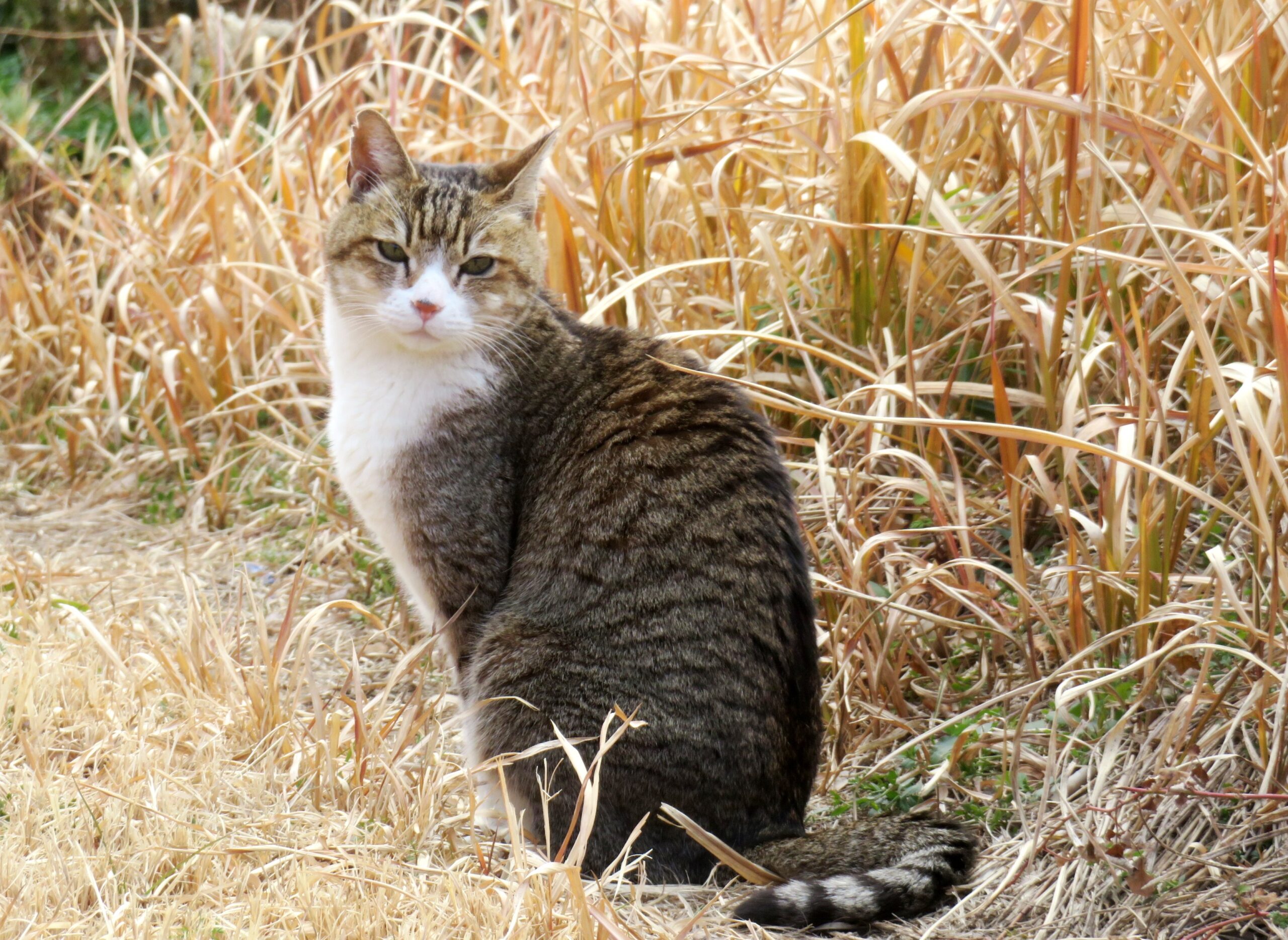 ねこ、風太　巡回