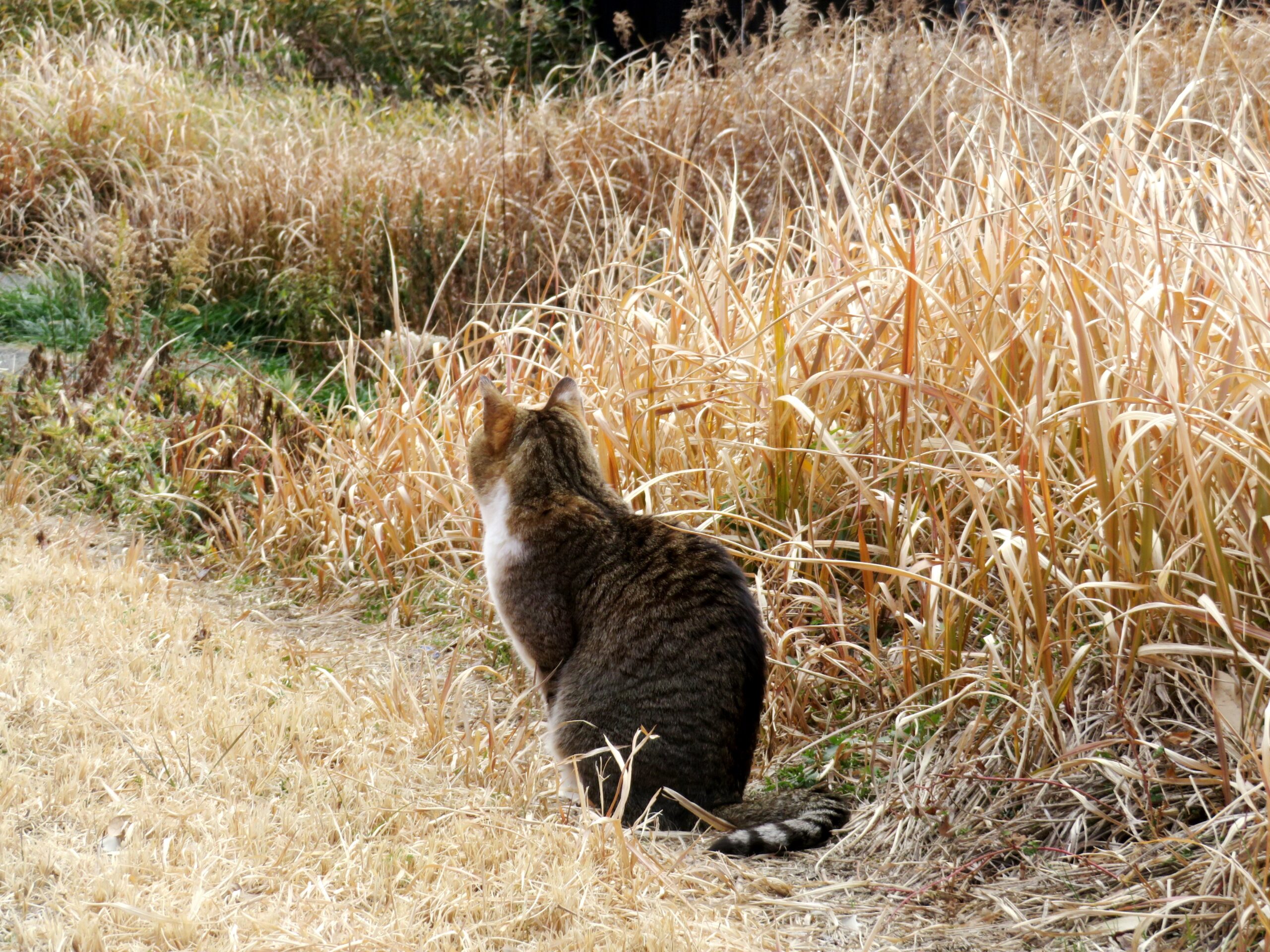 ねこ、風太　巡回