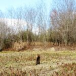 ねこ、風太　巡回