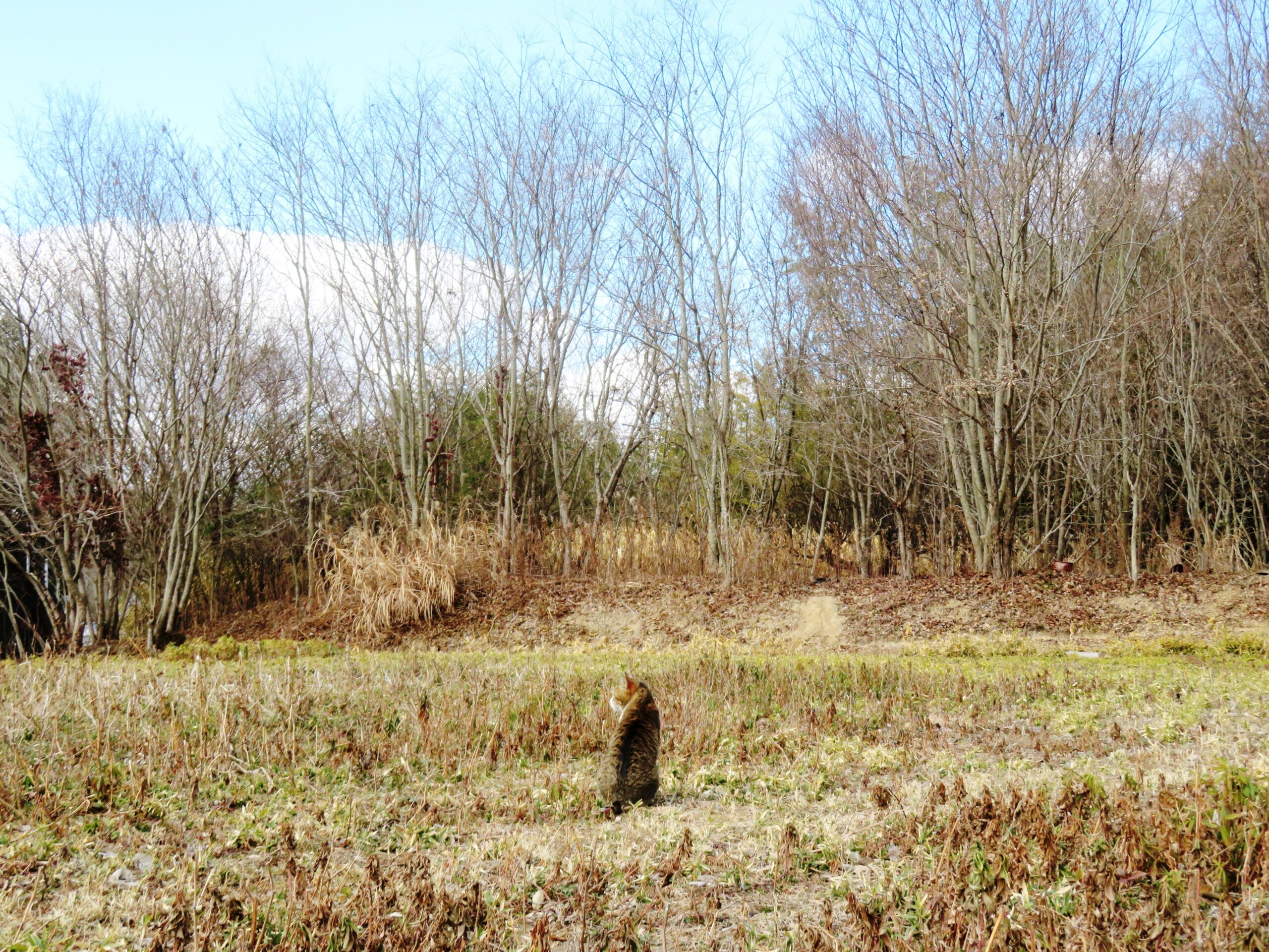 ねこ、風太　巡回