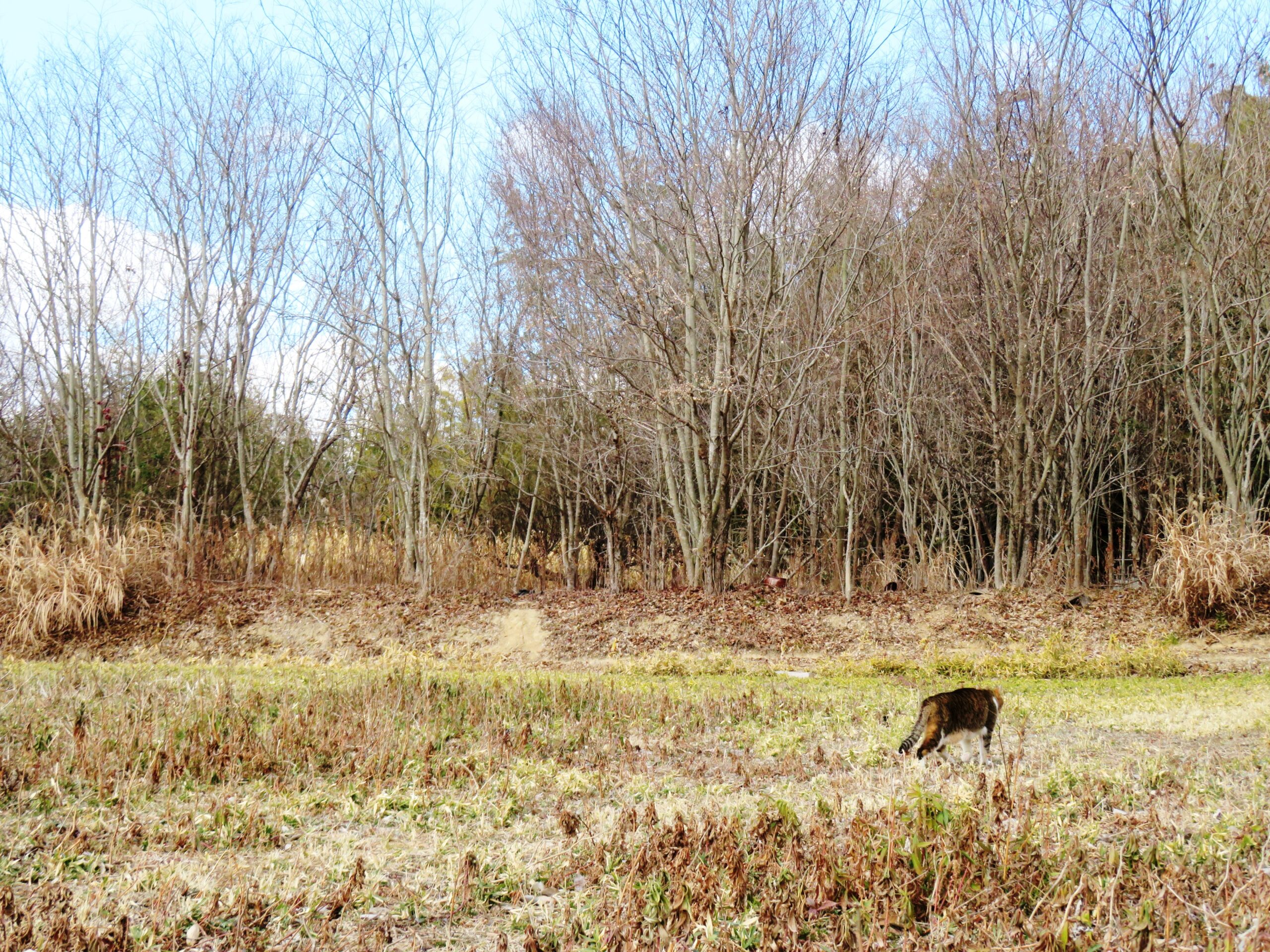 ねこ、風太　巡回