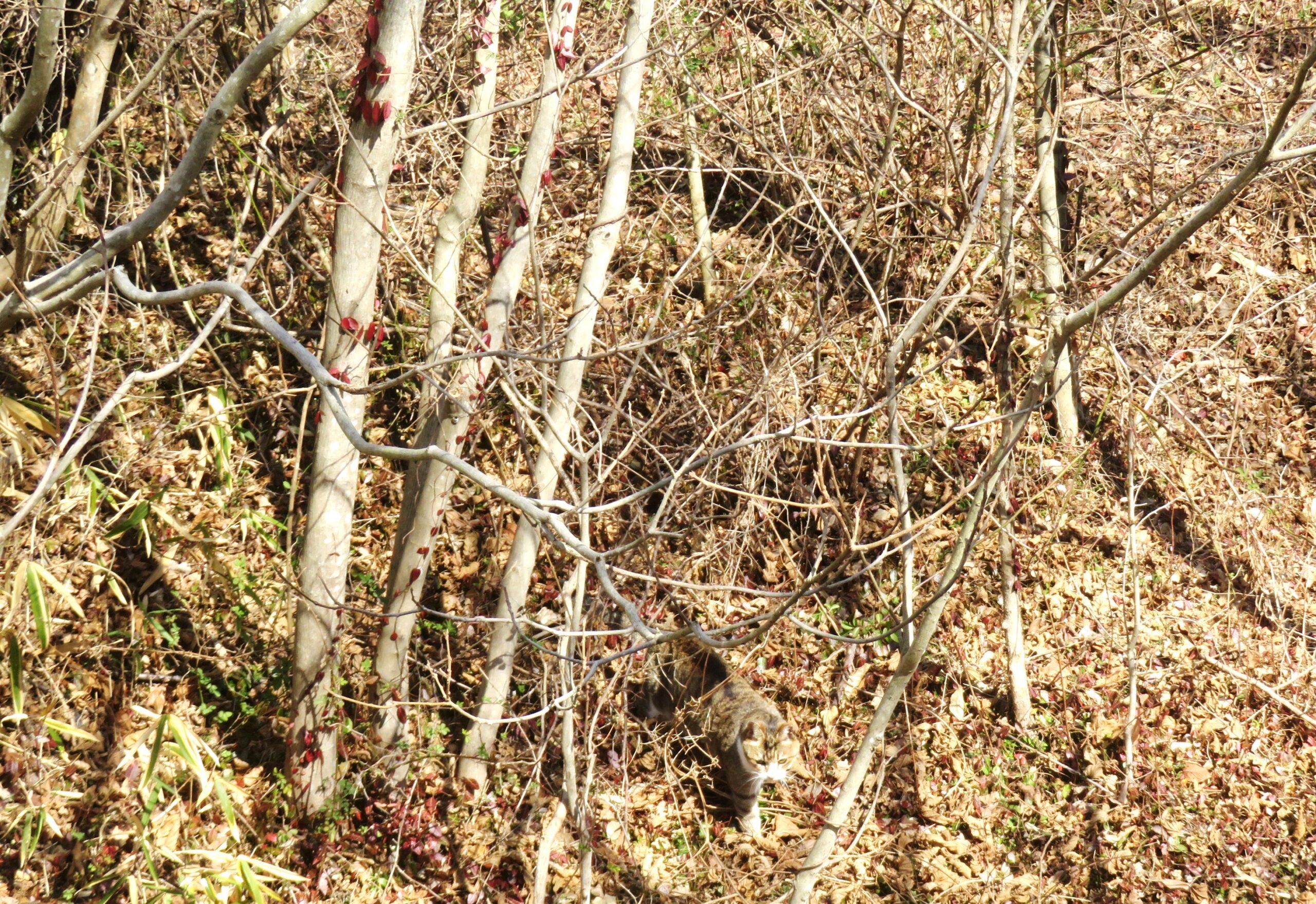 ねこ、風太　巡回