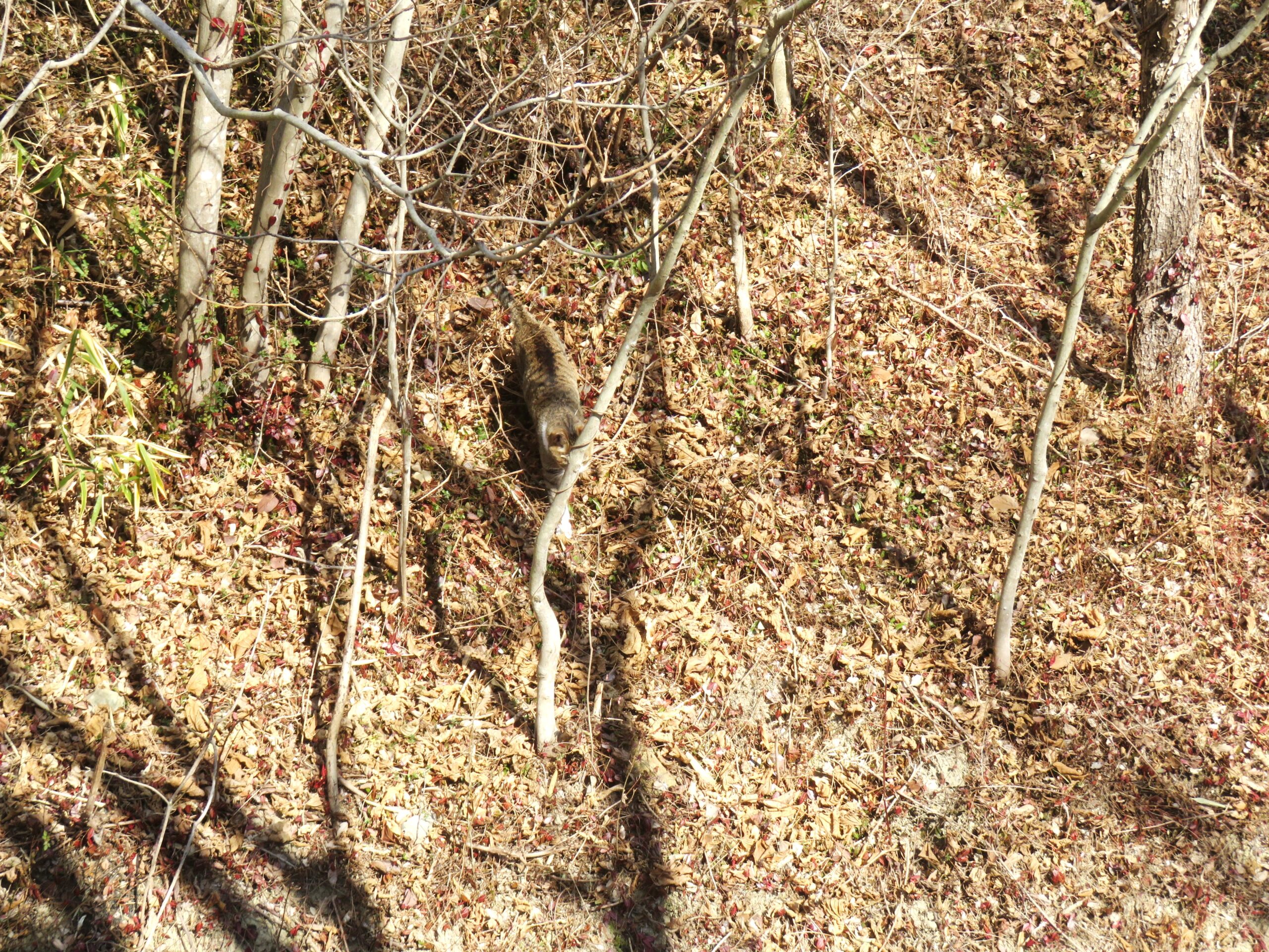 ねこ、風太　巡回