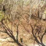 ねこ、風太　巡回