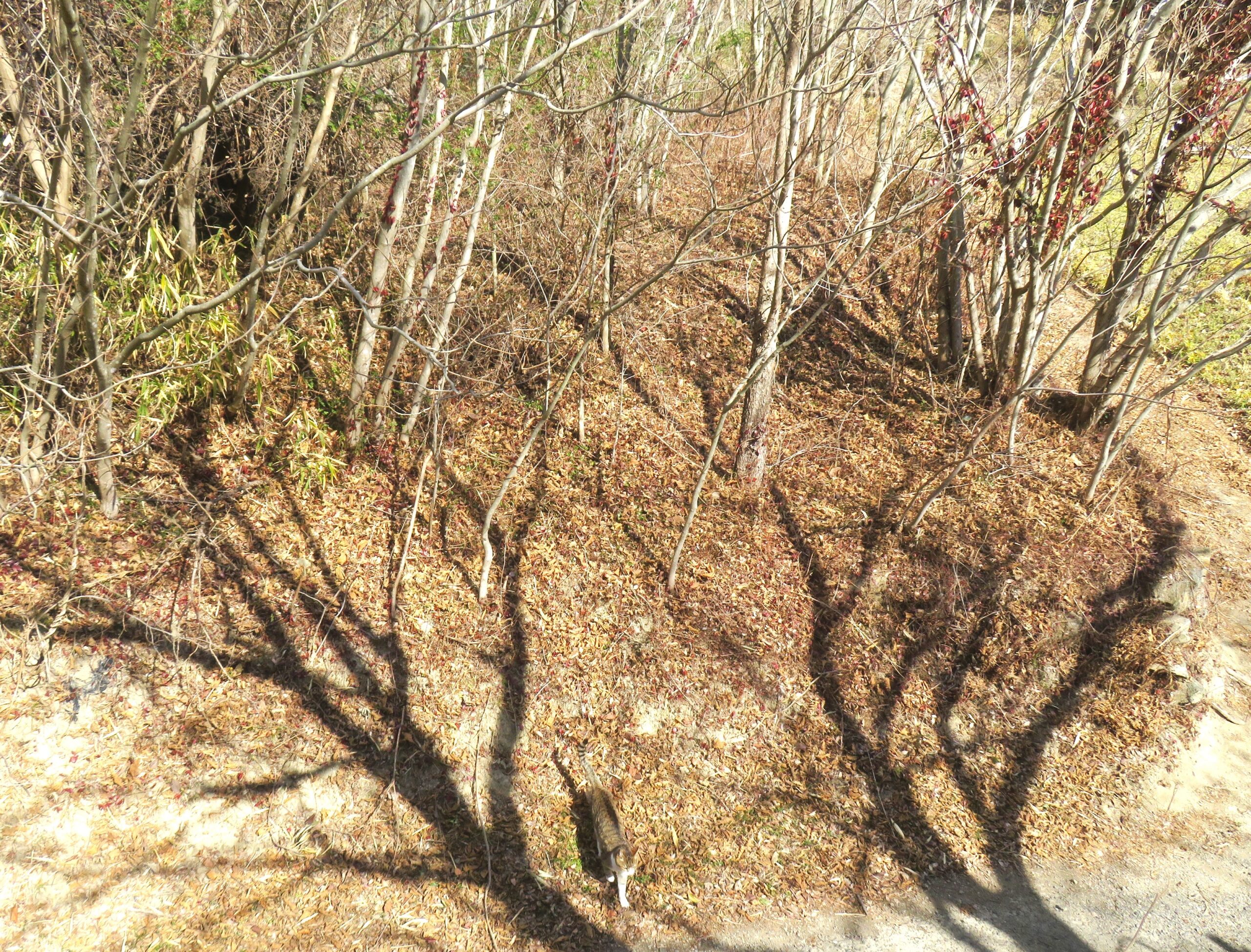 ねこ、風太　巡回
