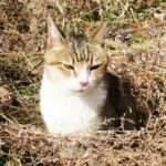 ねこ、風太　巡回