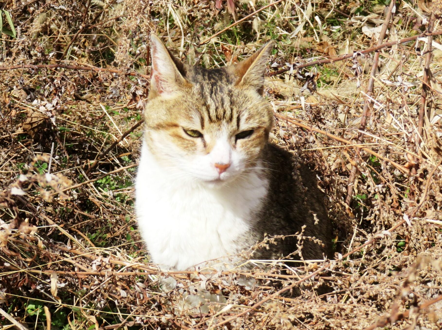 ねこ、風太 巡回
