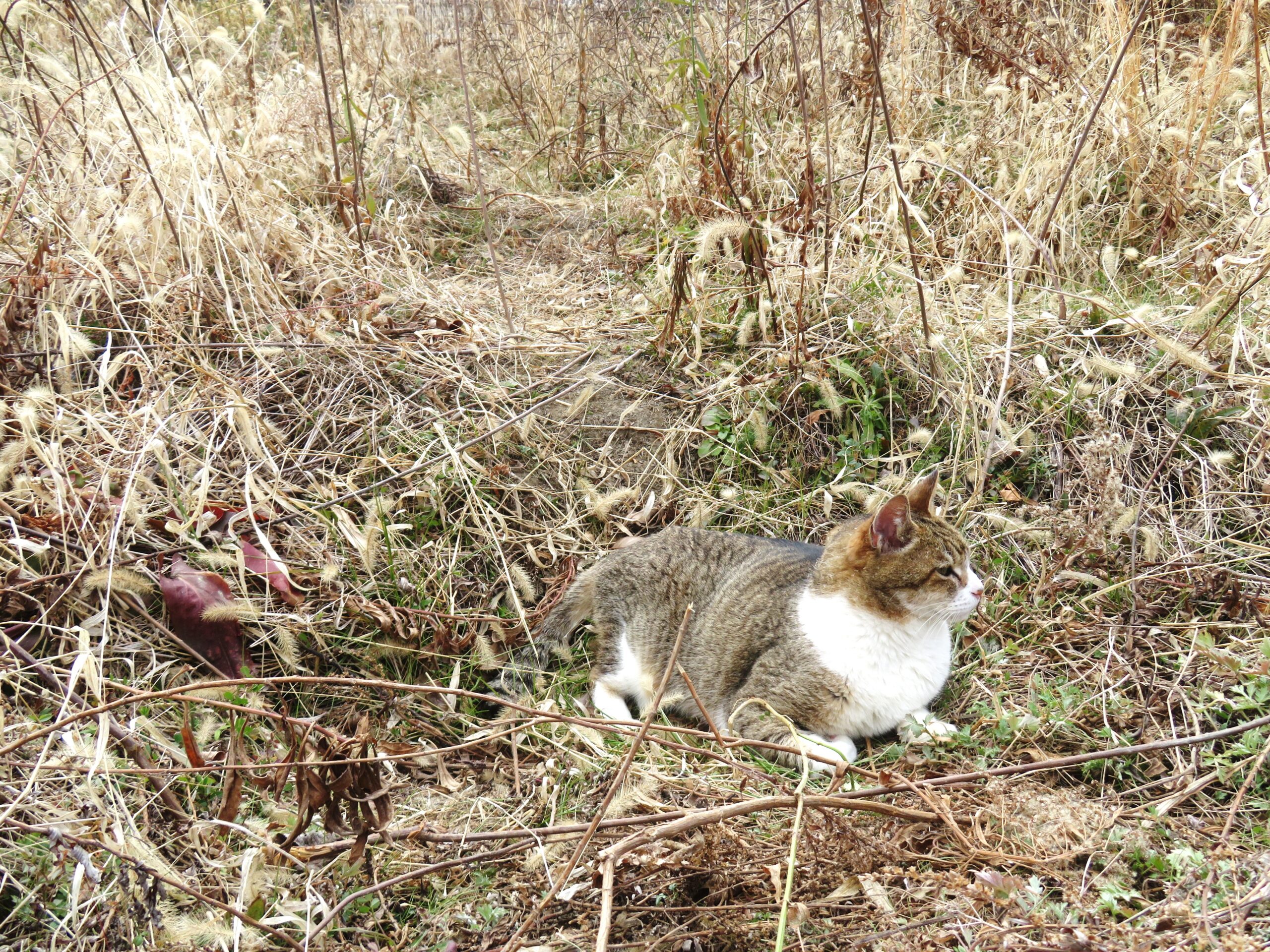 ねこ、風太　巡回