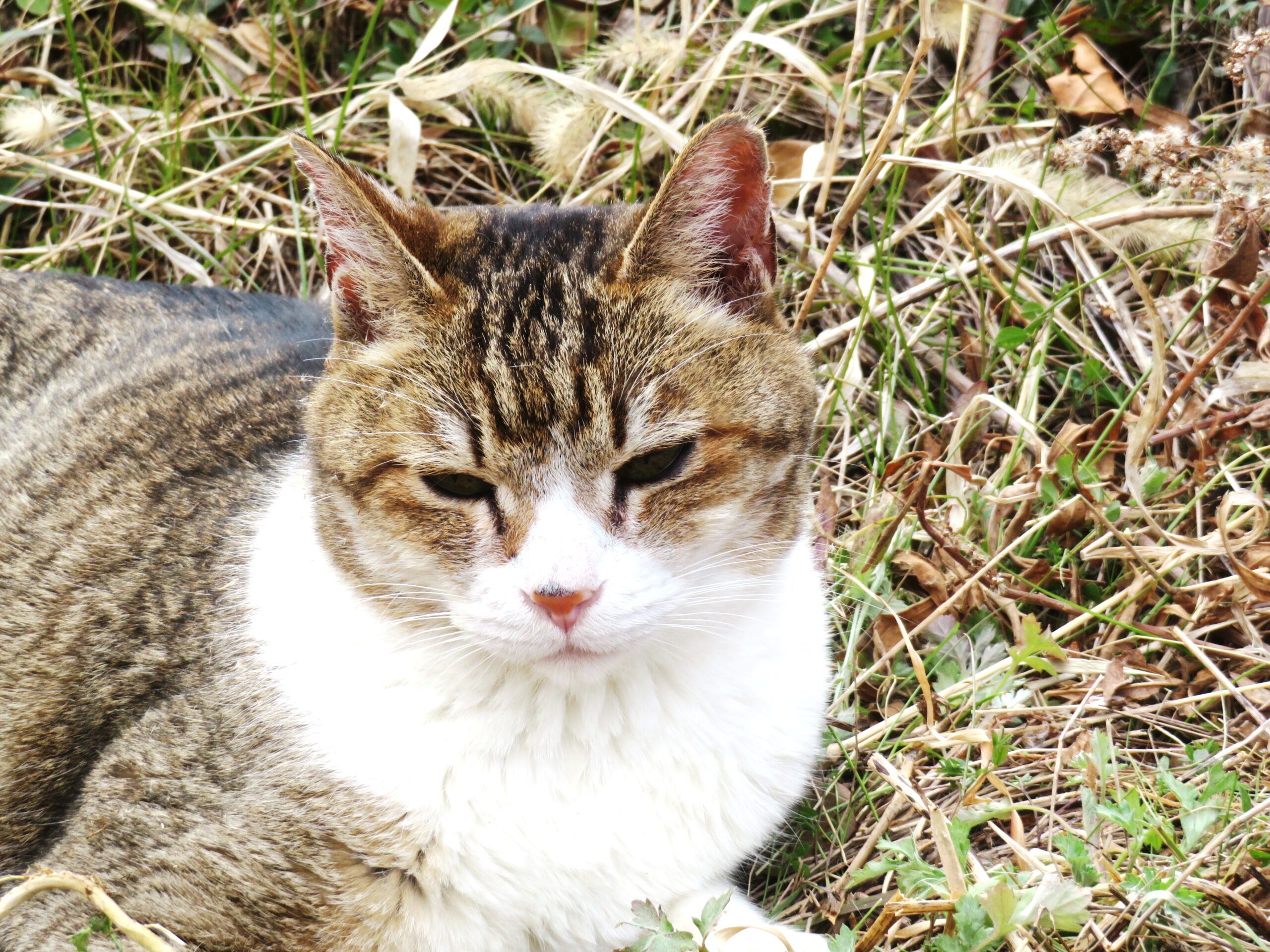 ねこ、風太　巡回