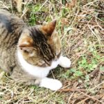 ねこ、風太　巡回