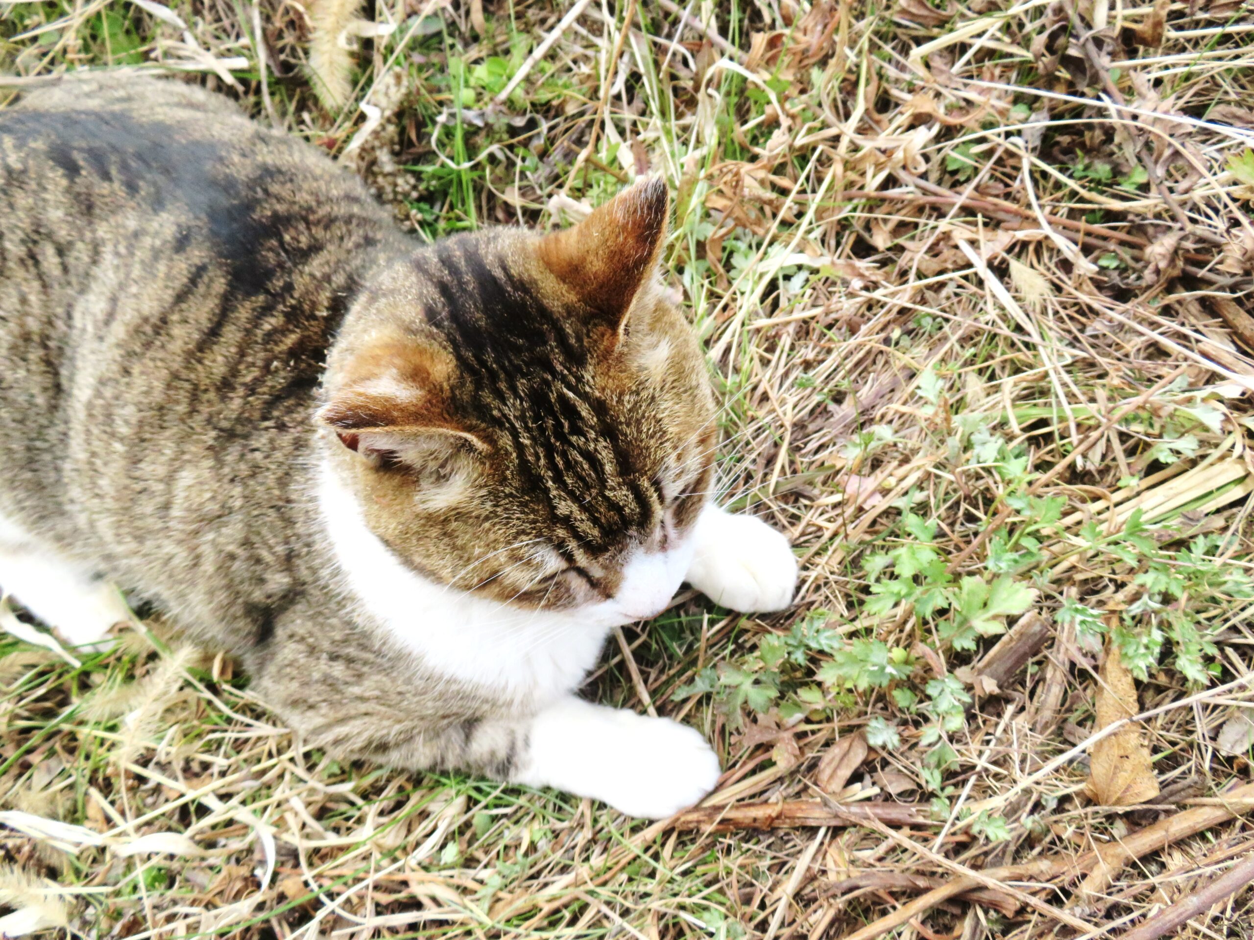ねこ、風太　巡回
