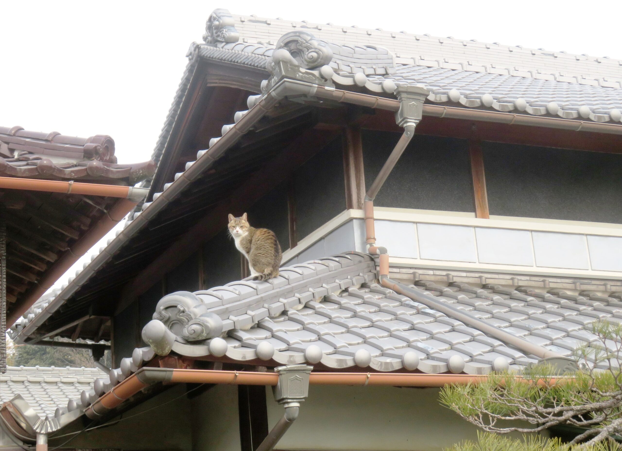 ねこ、風太 巡回