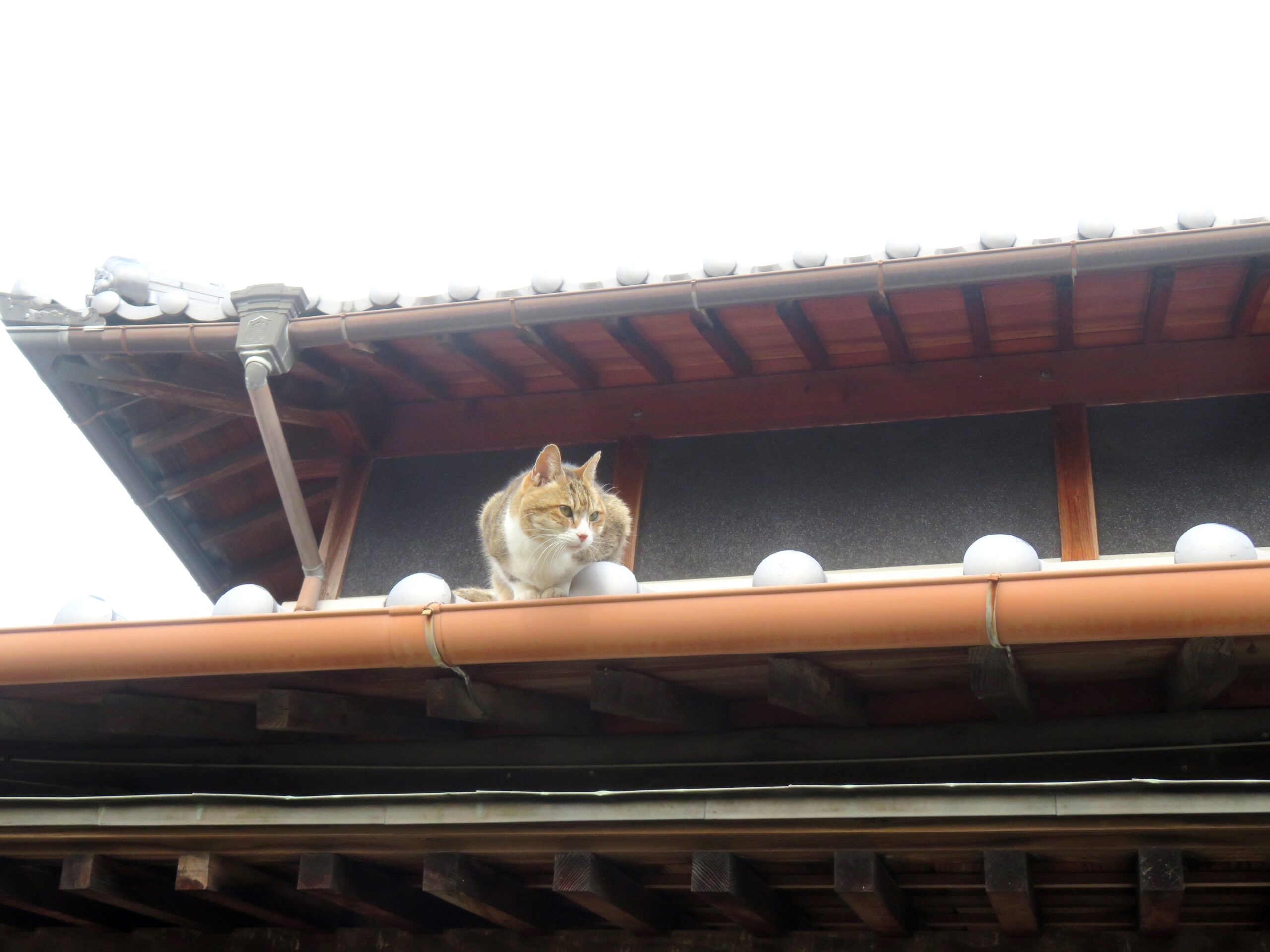 ねこ、風太 巡回
