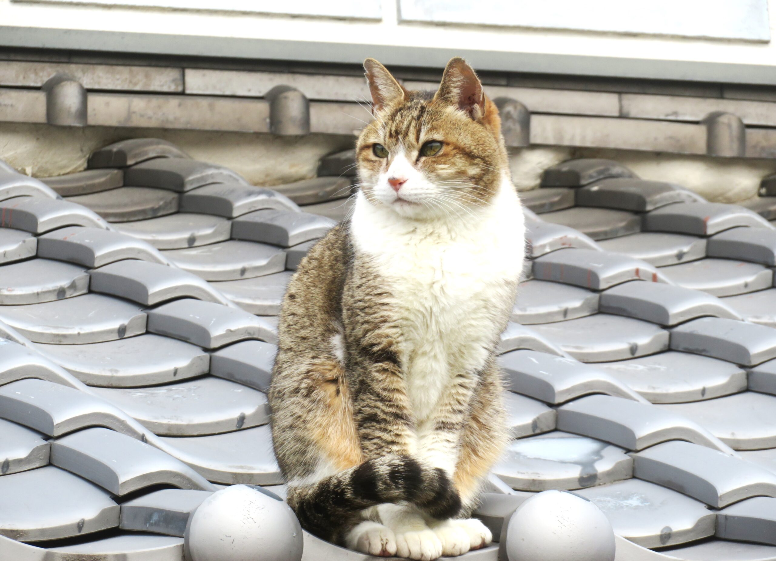 ねこ、風太 巡回